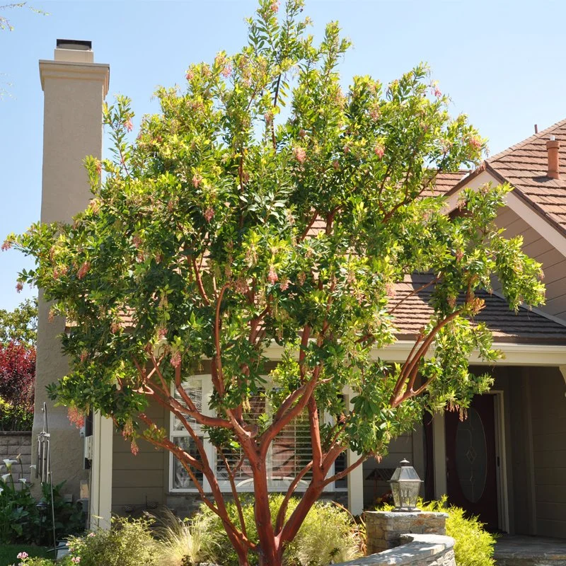 Strawberry Tree (Arbutus) — tree for landscaping in Coos Bay
