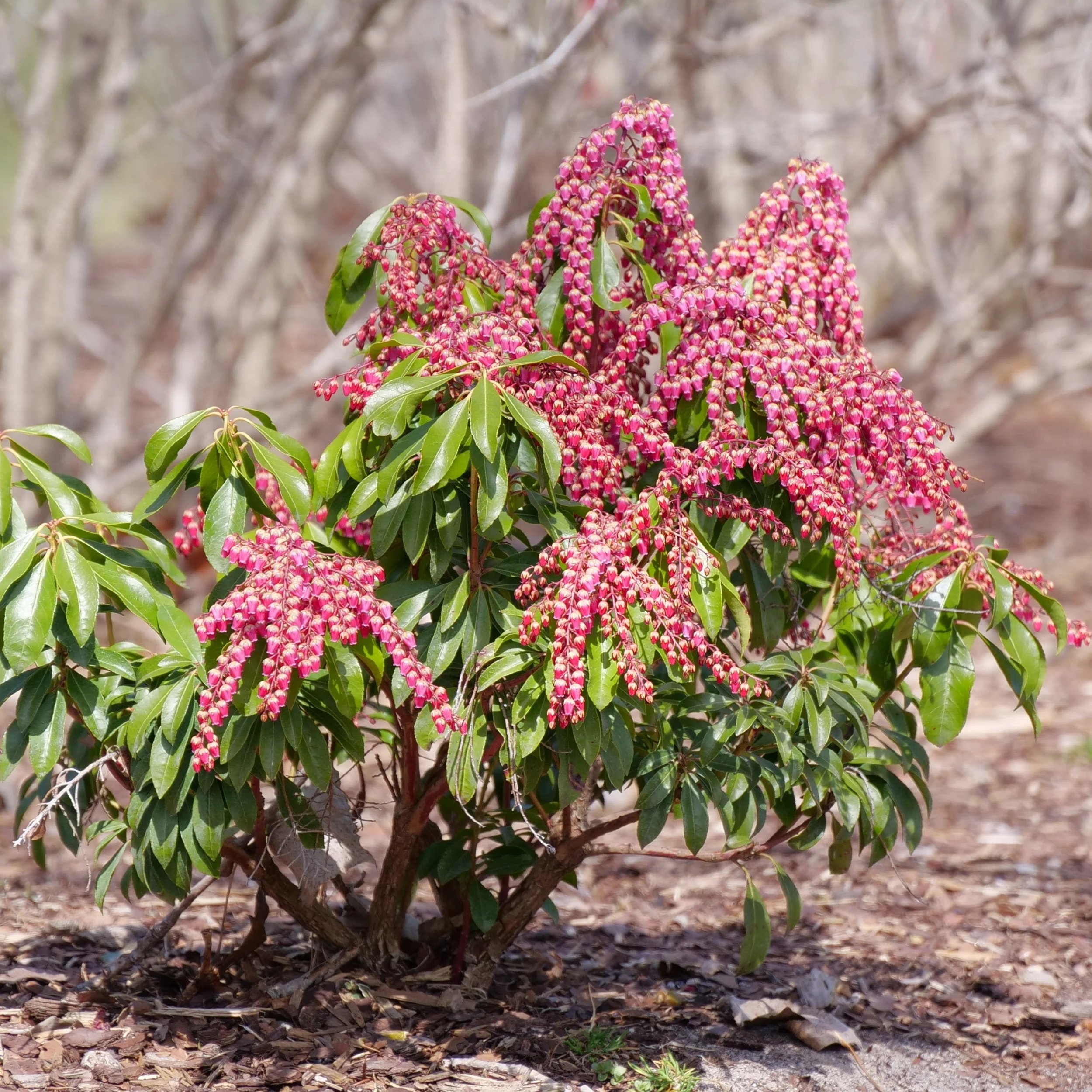Lily of the Valley Shrub (Pieris) — shrub for landscaping in Coos Bay