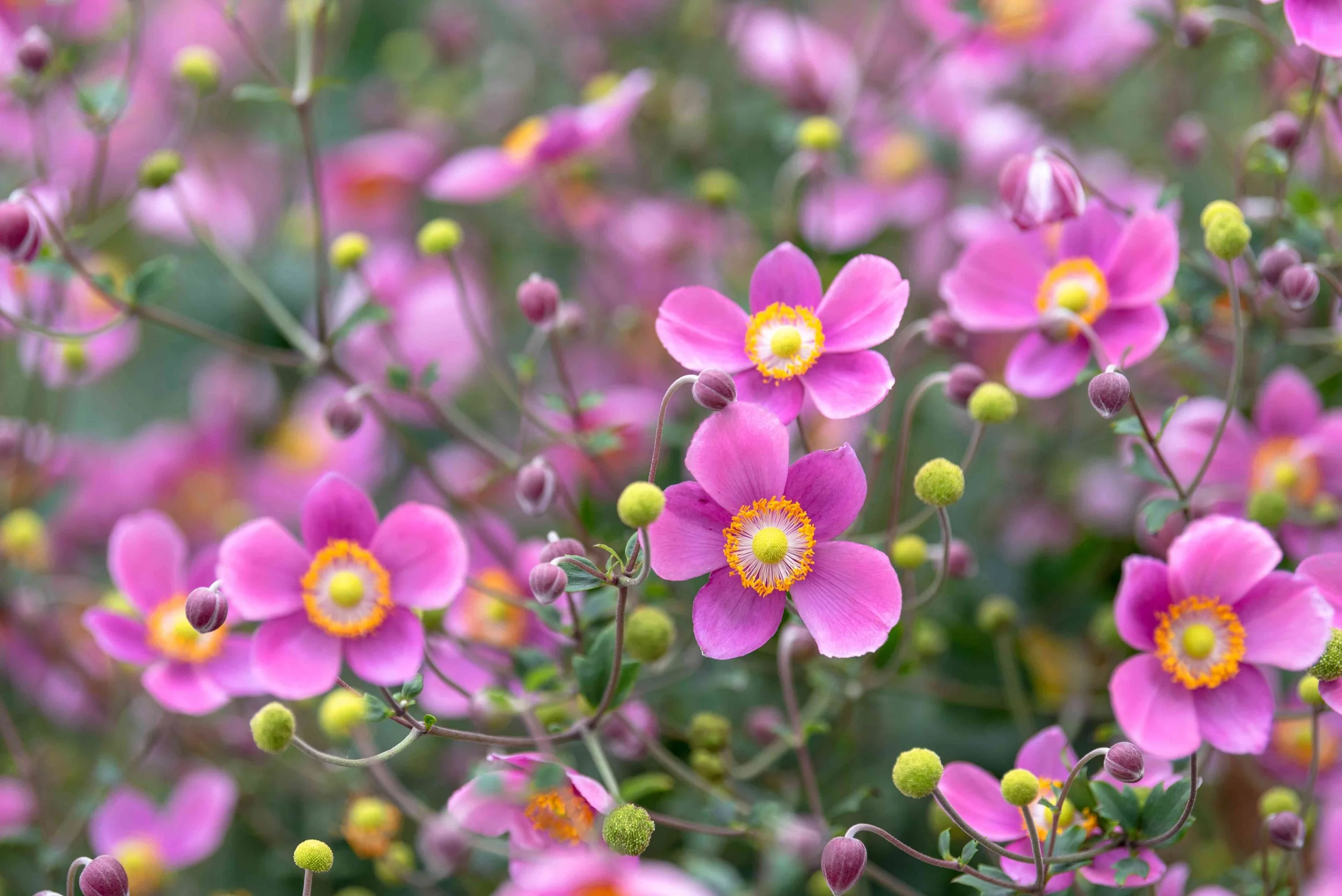 Japanese Anemone (Anemone) — perennial for landscaping in Oregon coast