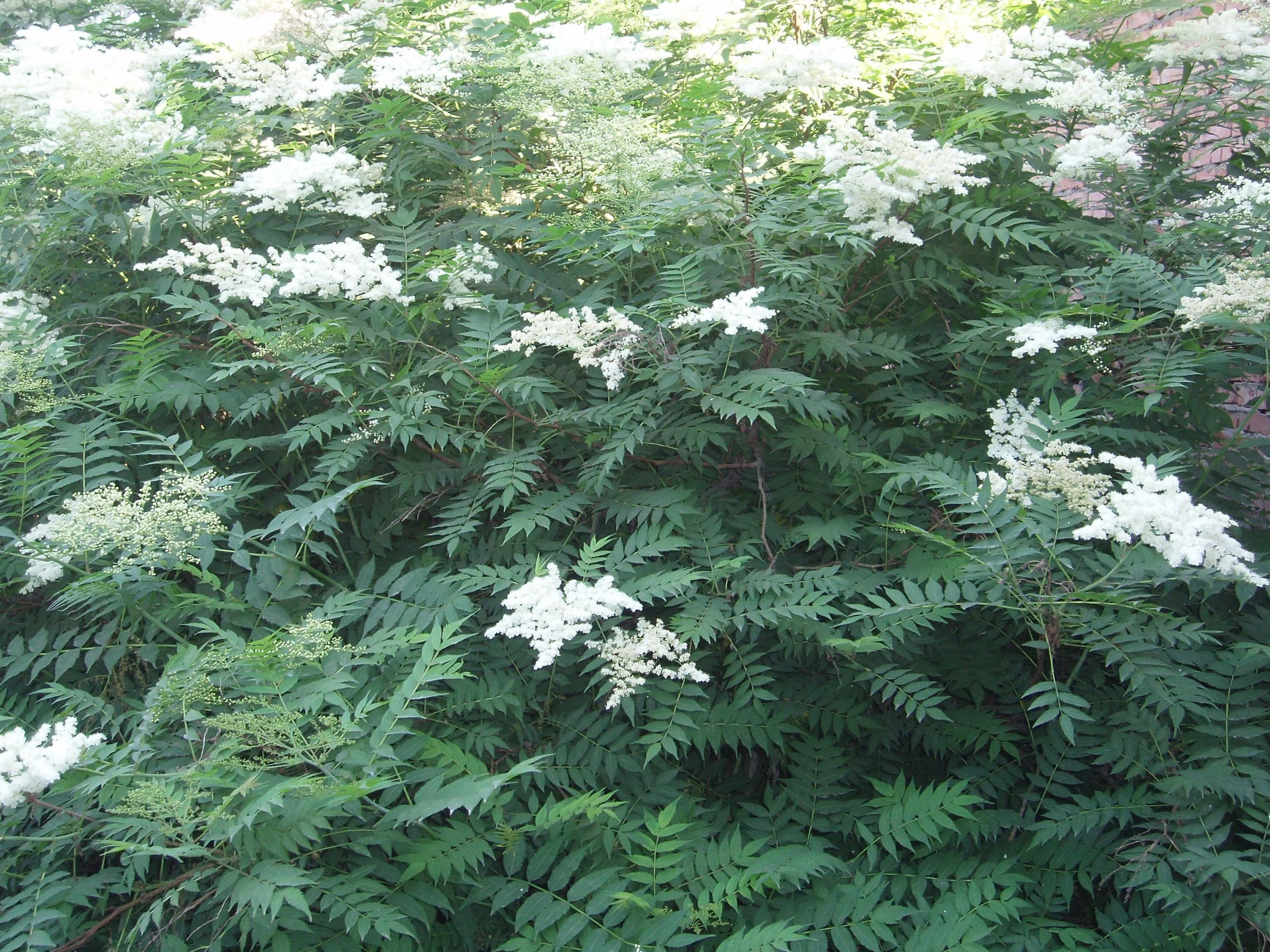 False Spirea (Sorbaria) — shrub for landscaping in central Oregon coast