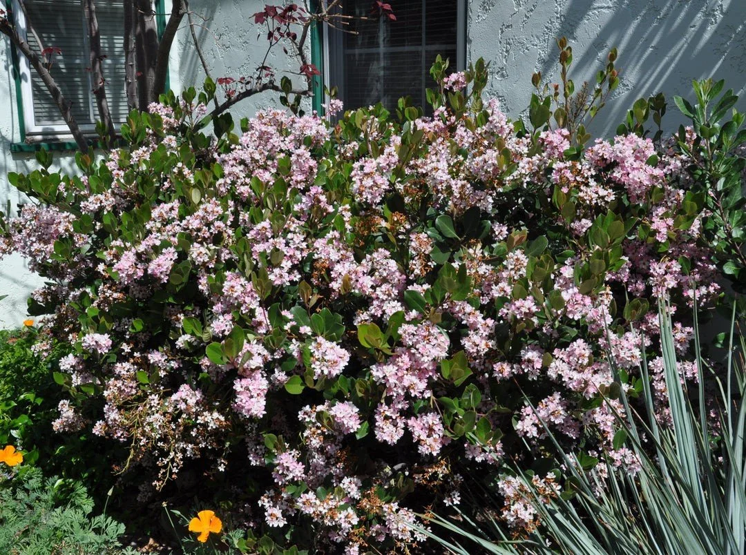 Indian Hawthorn (Rhaphiolepis) — shrub for landscaping in southern Oregon coast