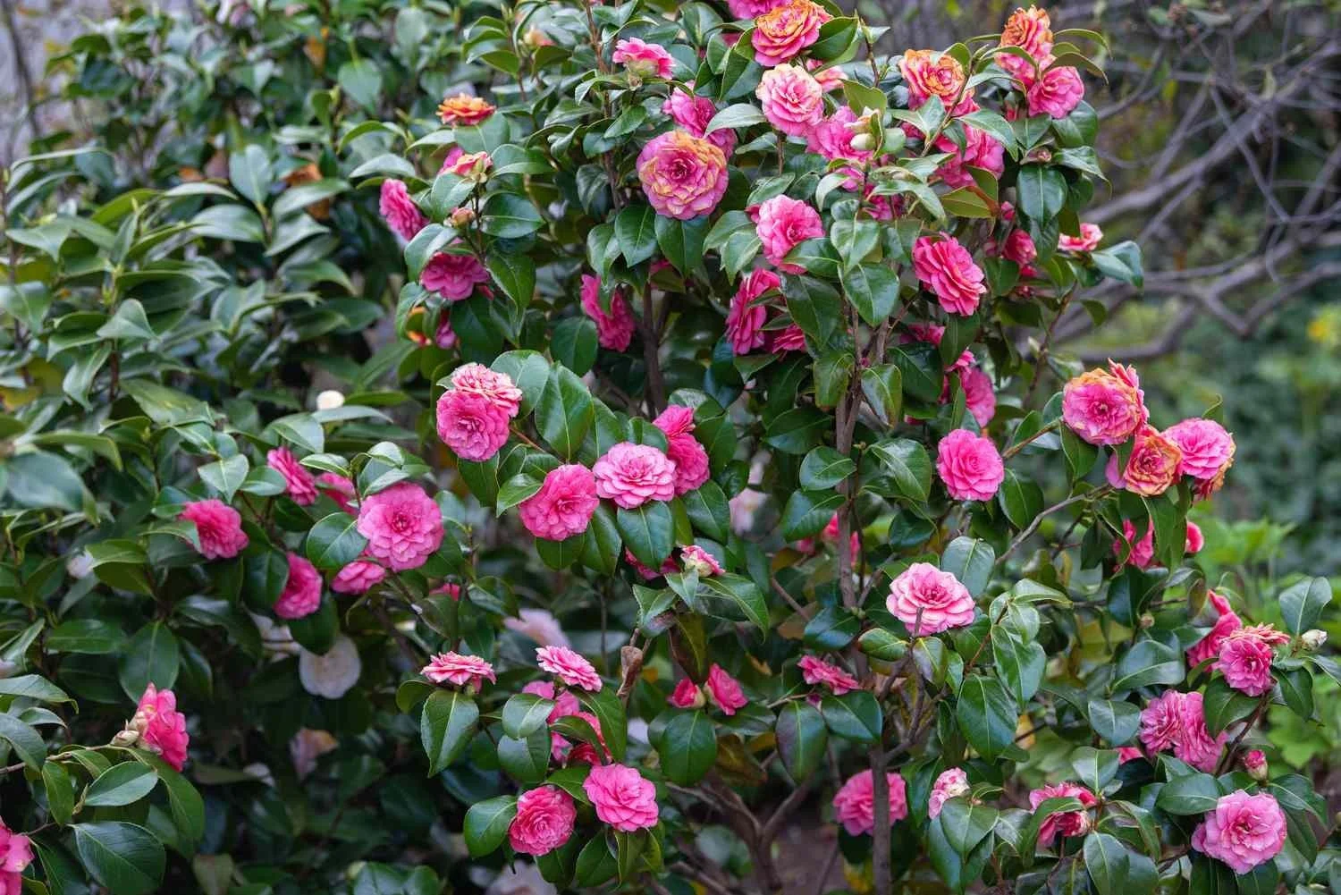 Camellia (Camellia) — shrub for landscaping in Reedsport