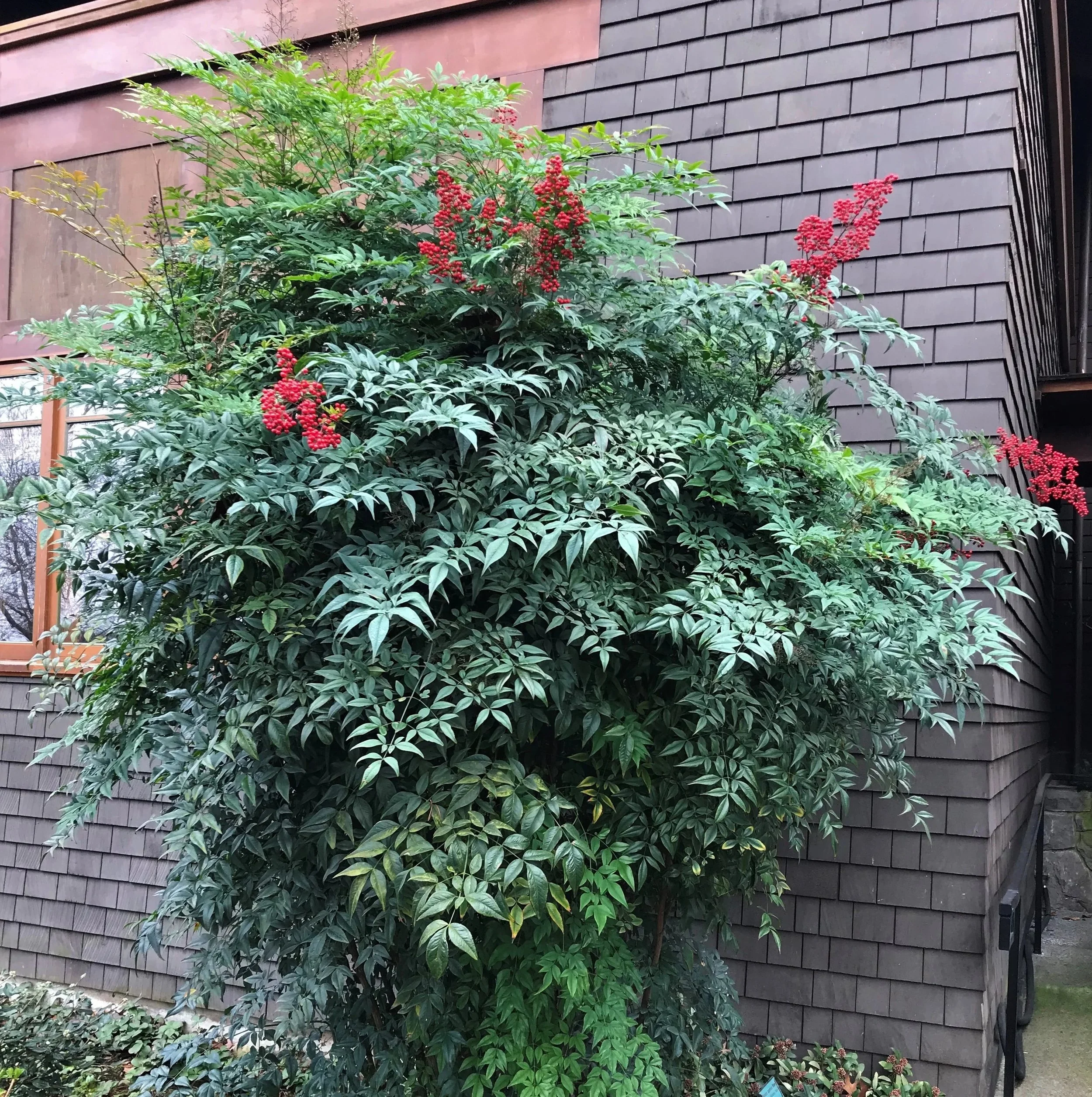 Heavenly Bamboo (Nandina) — shrub for landscaping in southern Oregon coast