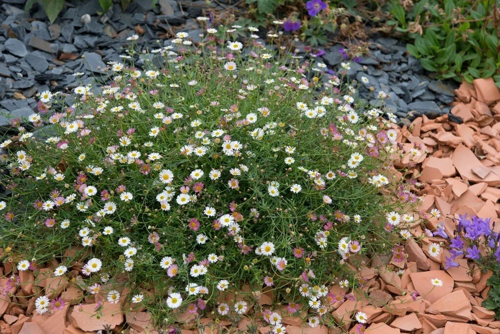 Santa Barbara Daisy (Erigeron) — perennial for landscaping in Bandon