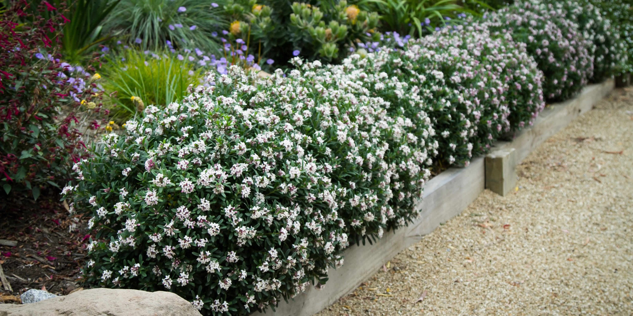 Daphne (Daphne) — shrub for landscaping in North Bend