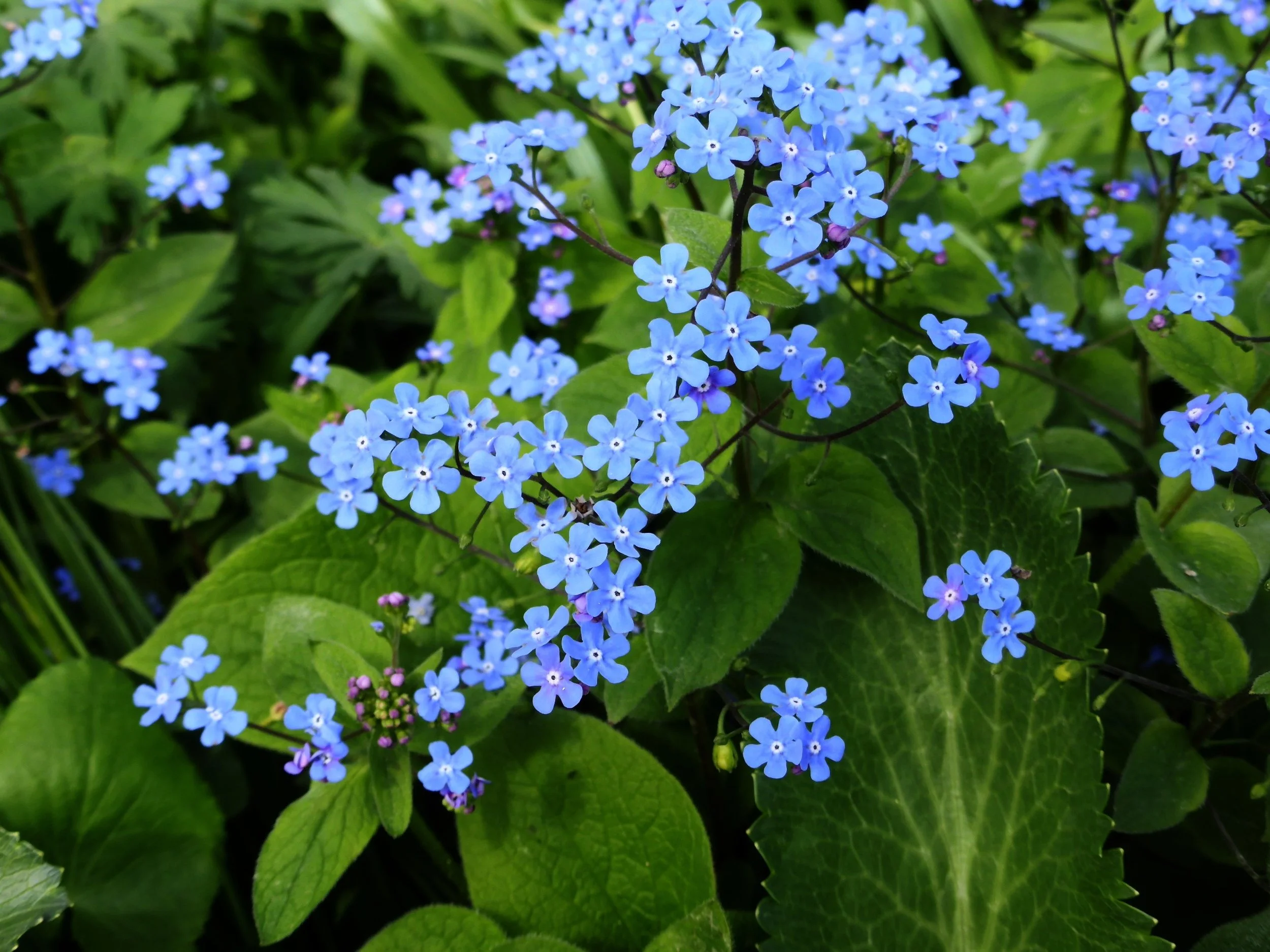 False Forget-Me-Not (Brunnera) — perennial for landscaping in North Bend