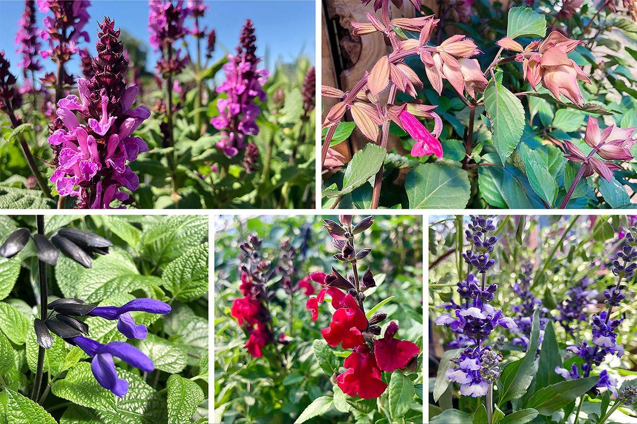 Sage (Salvia) — perennial for landscaping in Florence