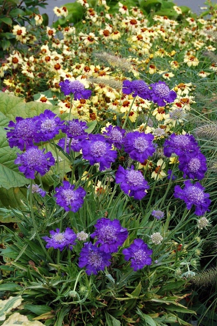 Pincushion Flower (Scabiosa) — perennial for landscaping in Bandon