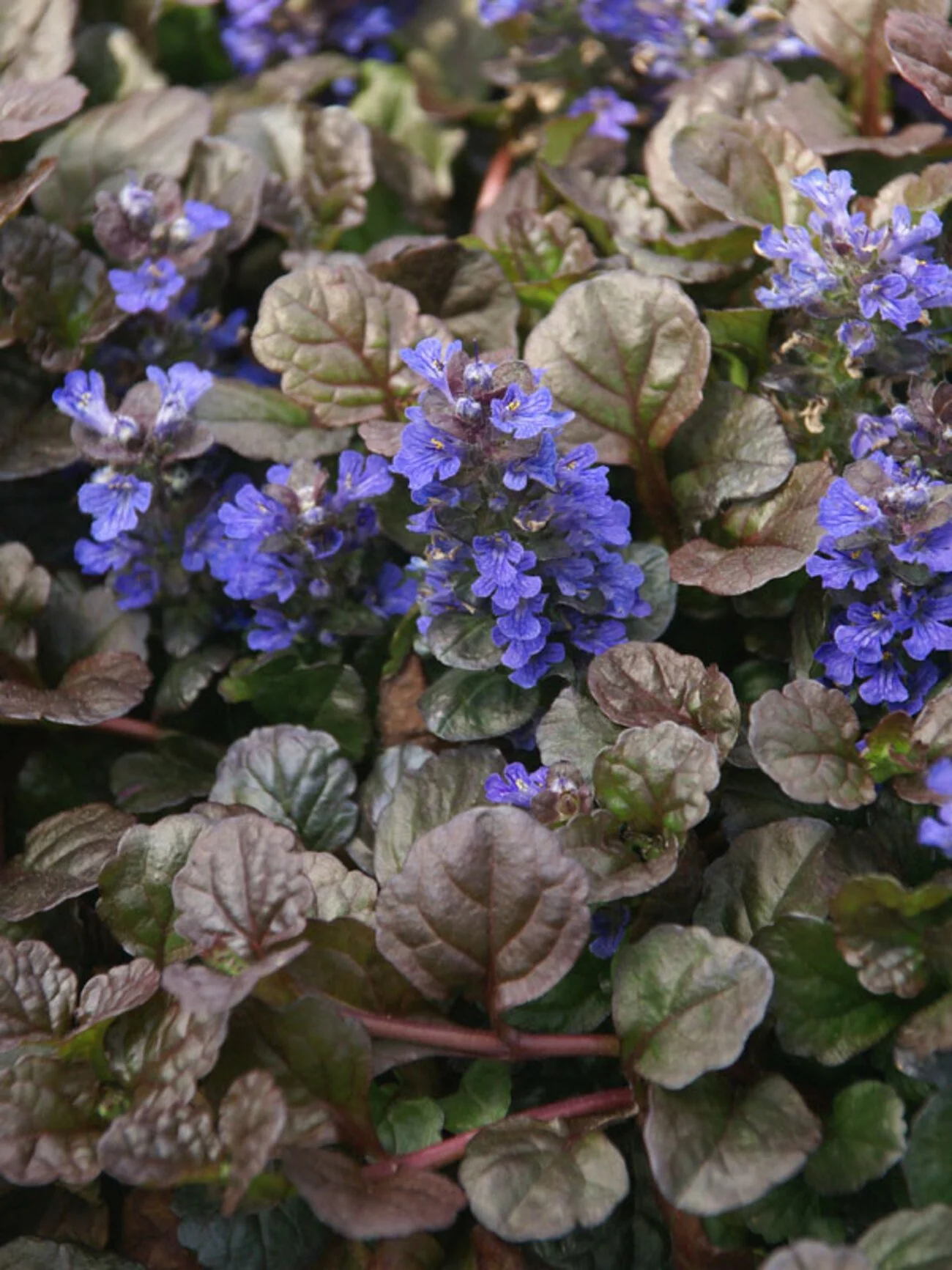 Bugleweed (Ajuga) — groundcover for landscaping in central Oregon coast