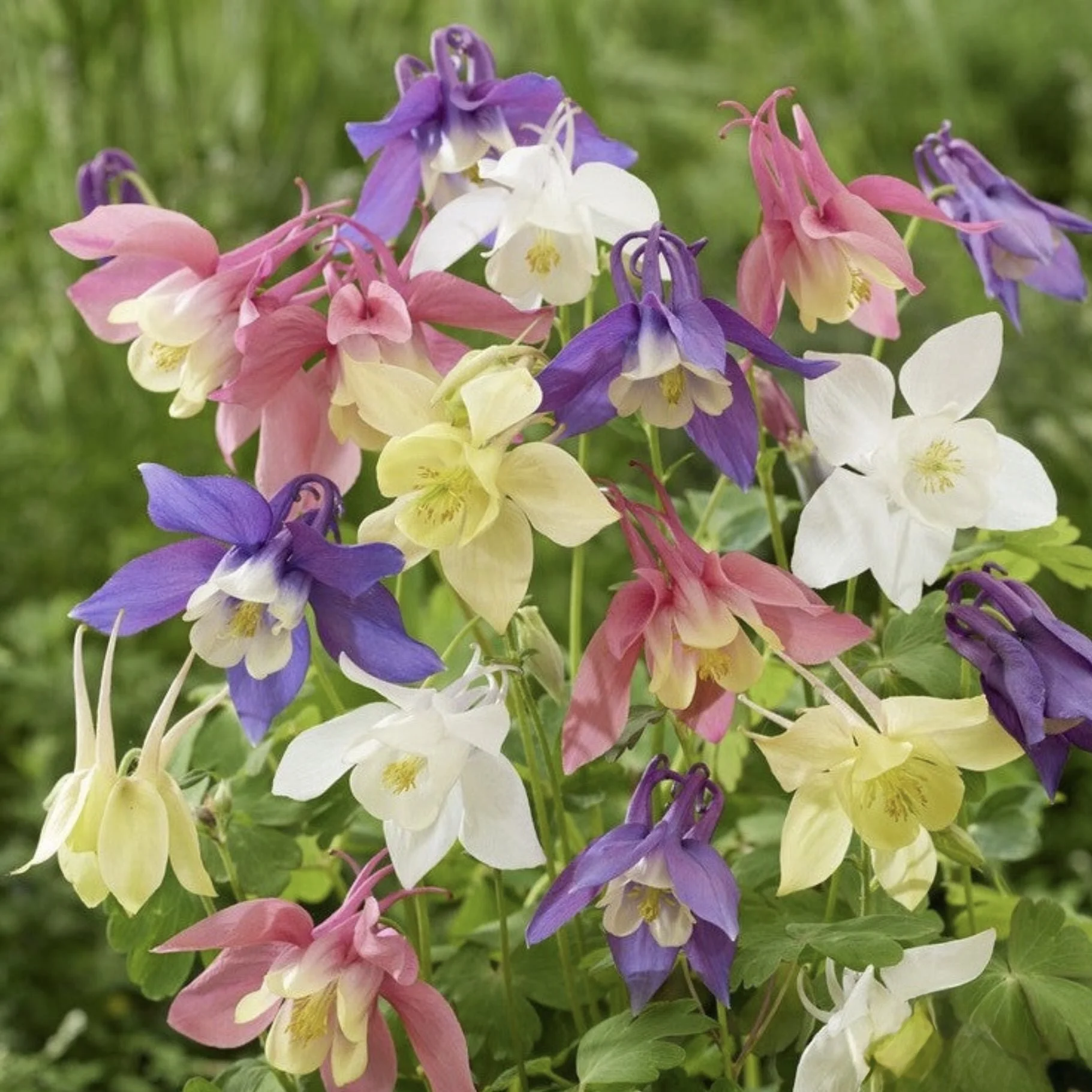 Columbine (Aquilegia) — perennial for landscaping in Reedsport