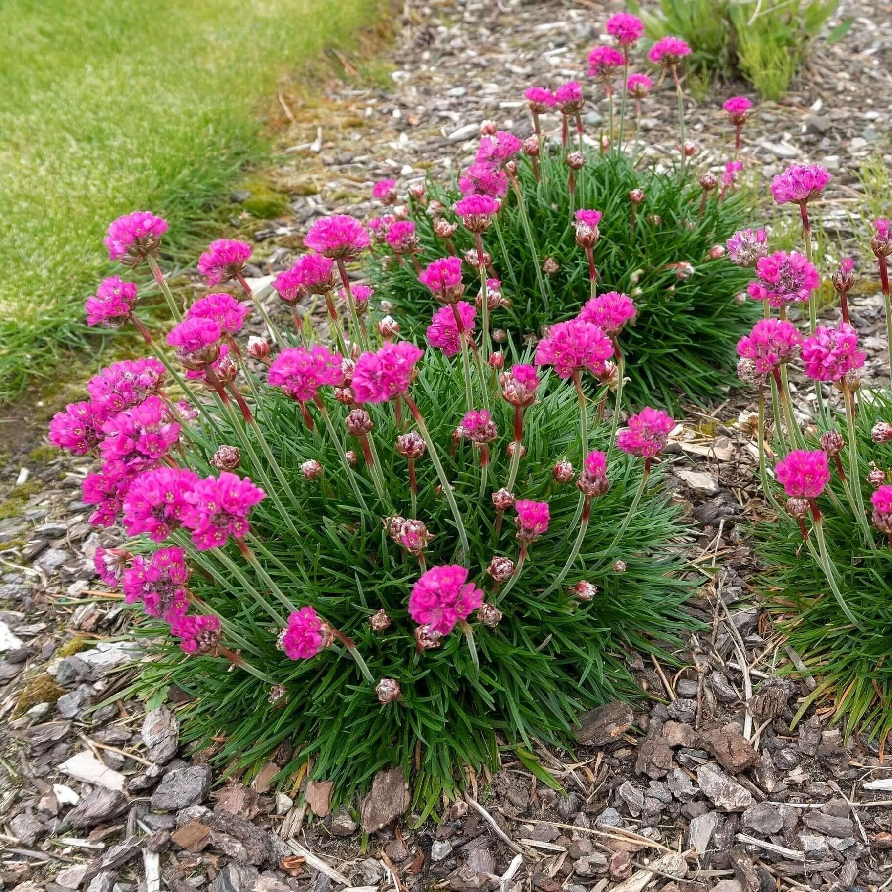 Sea Thrift (Armeria) — perennial for landscaping in North Bend