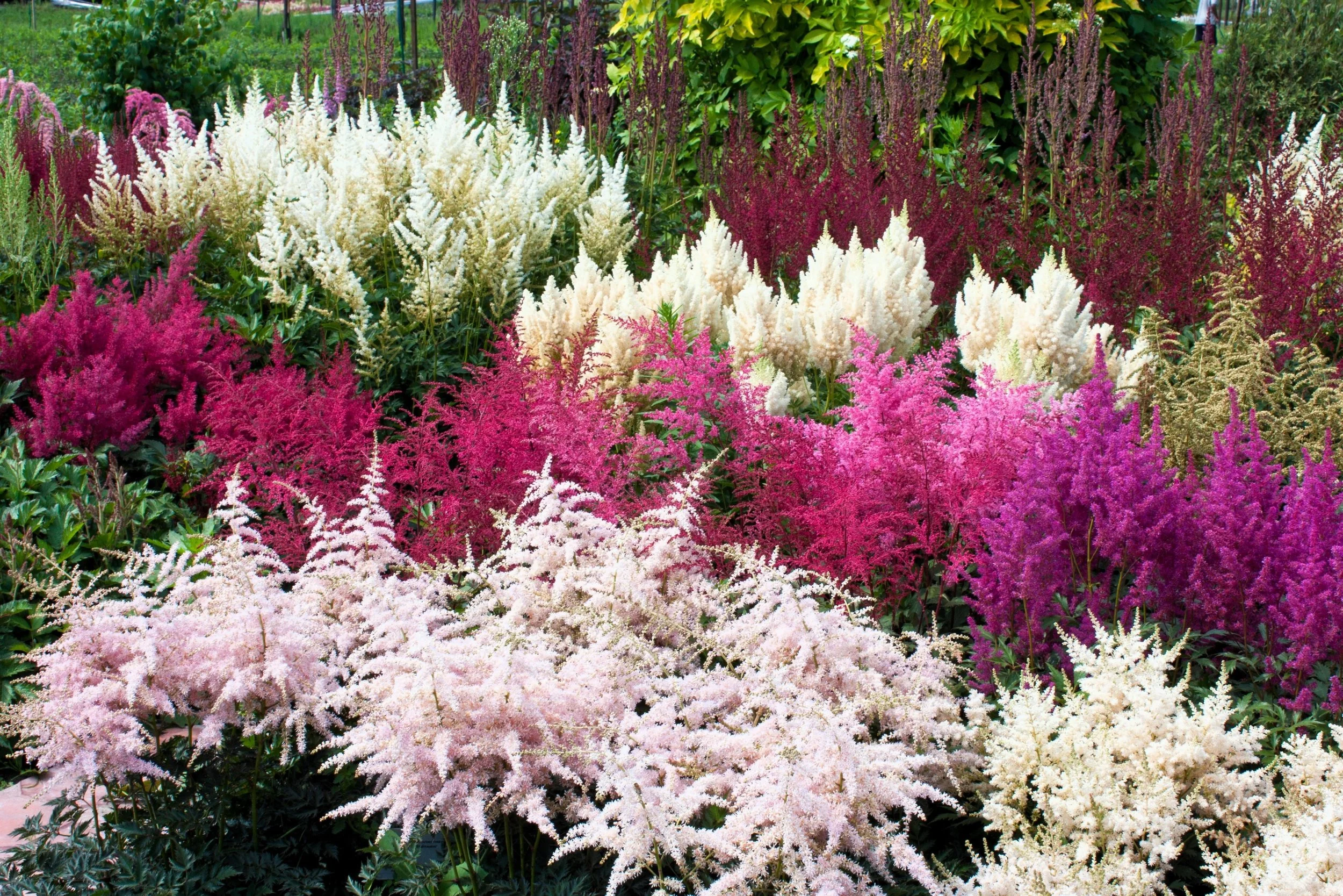 False Goat's Beard (Astilbe) — perennial for landscaping in central Oregon coast