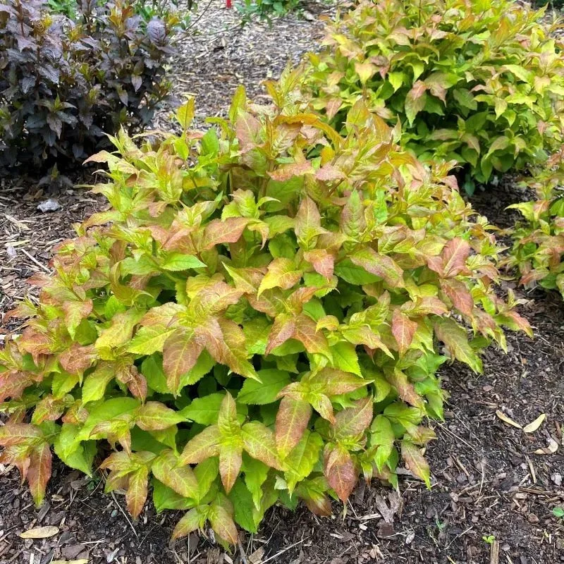 Bush Honeysuckle (Diervilla) — shrub for landscaping in Coos Bay
