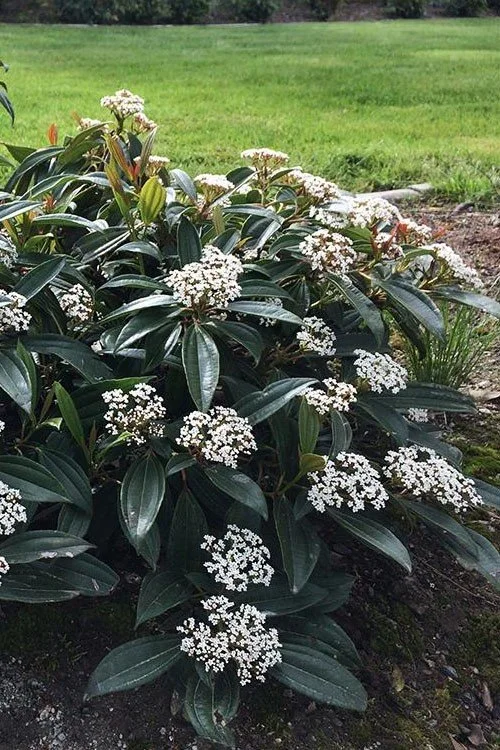 Viburnum (Viburnum) — shrub for landscaping in Florence