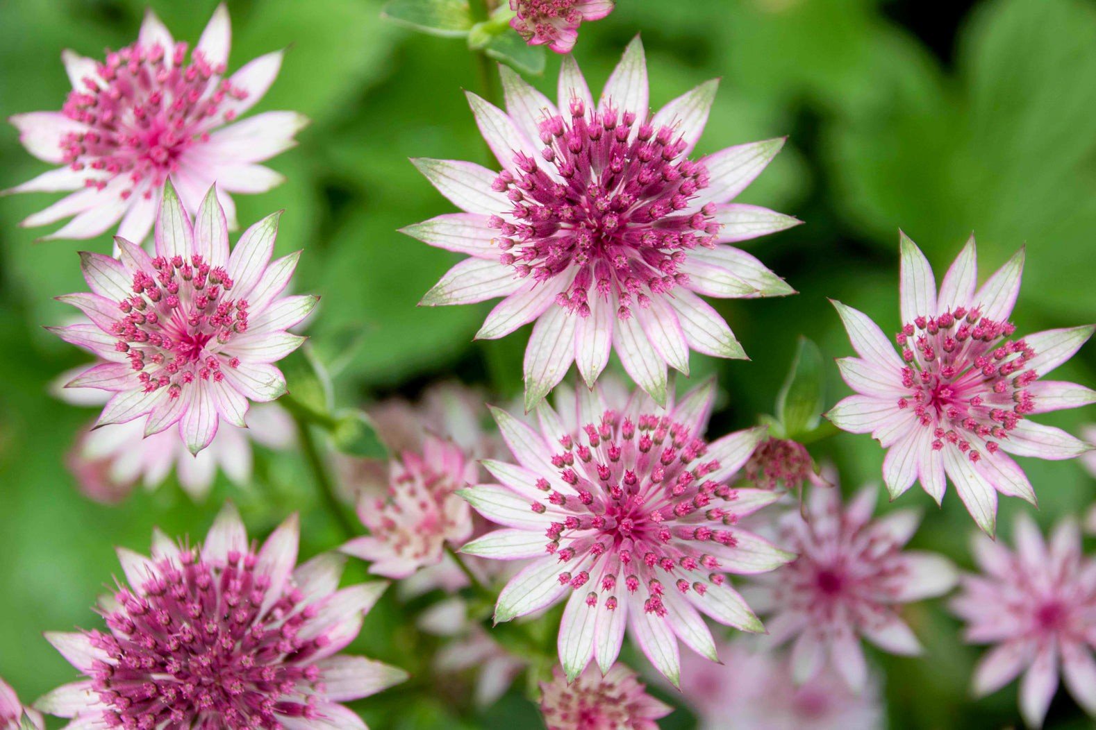 Masterwort (Astrantia) — perennial for landscaping in Oregon coast