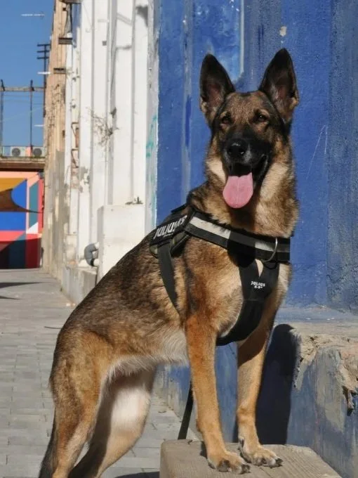 Good Coffee Beans For K9 Dog In Training