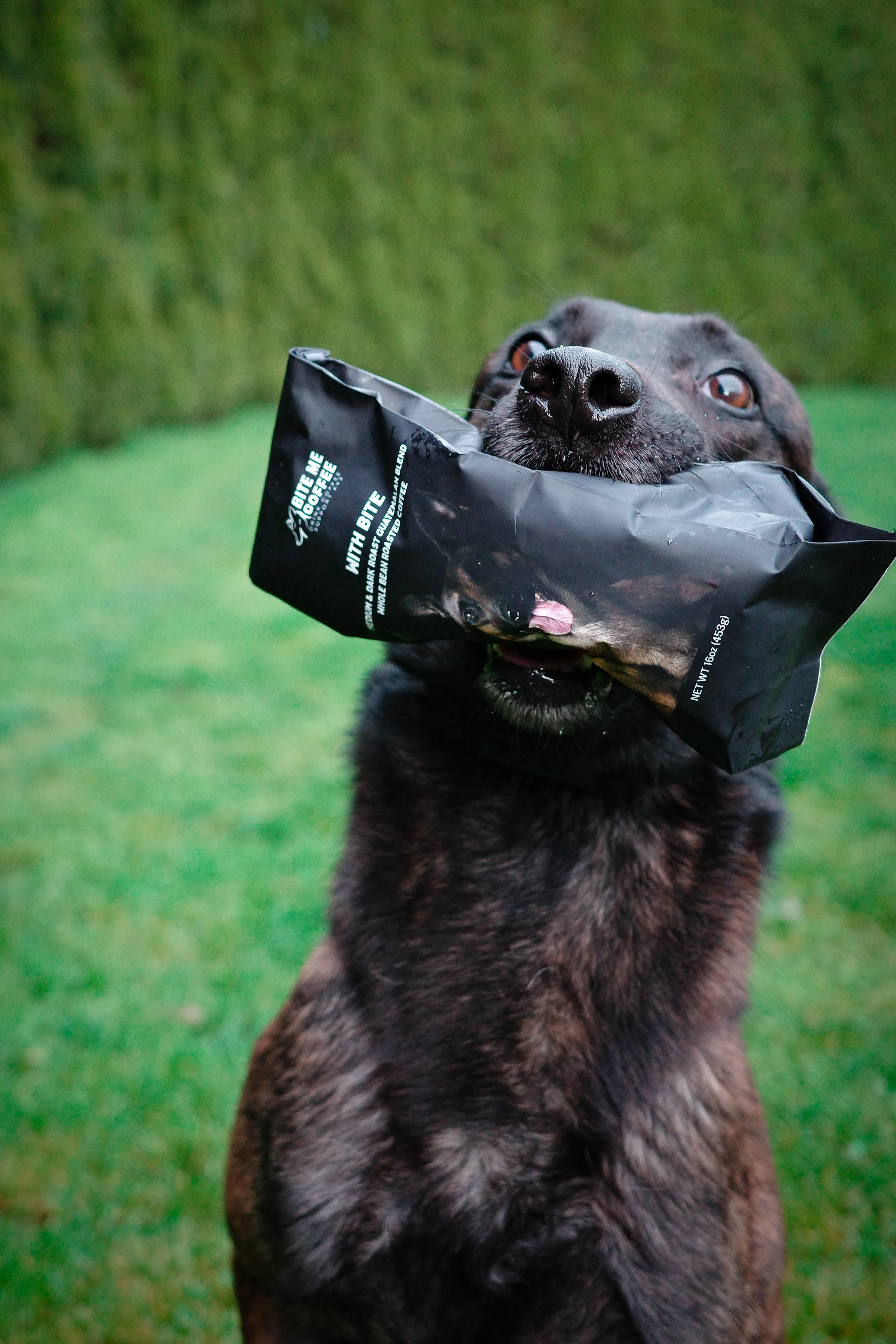 Fundraiser-for-police-dogs