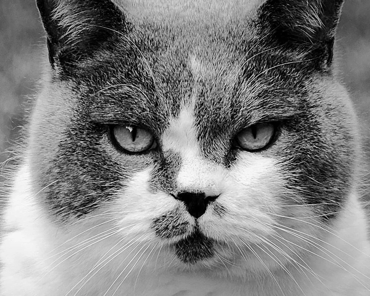 pet photoshoot