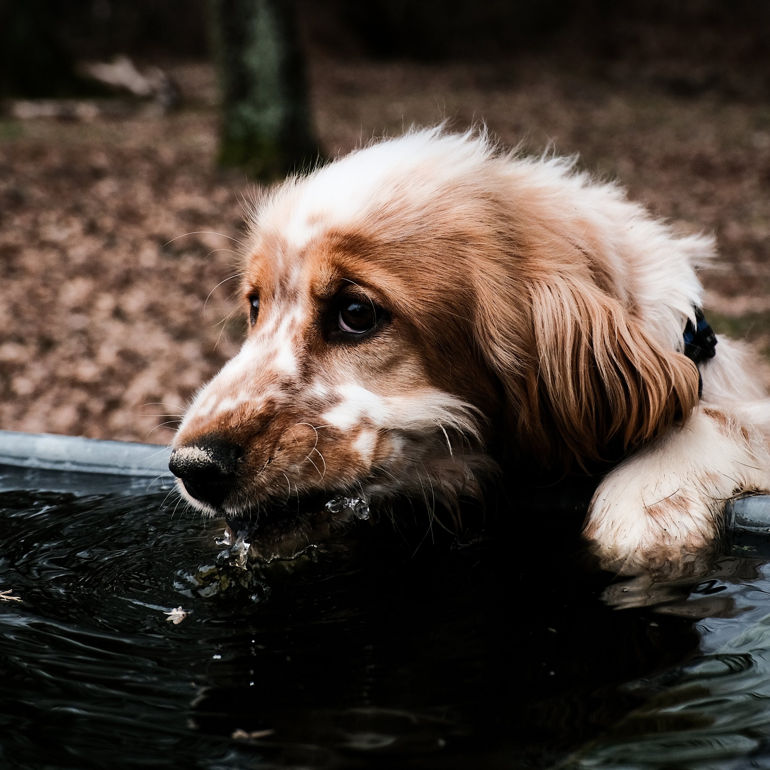 Close-up of a dog with white and brown fur, drinking water, in a wooded outdoor area.
