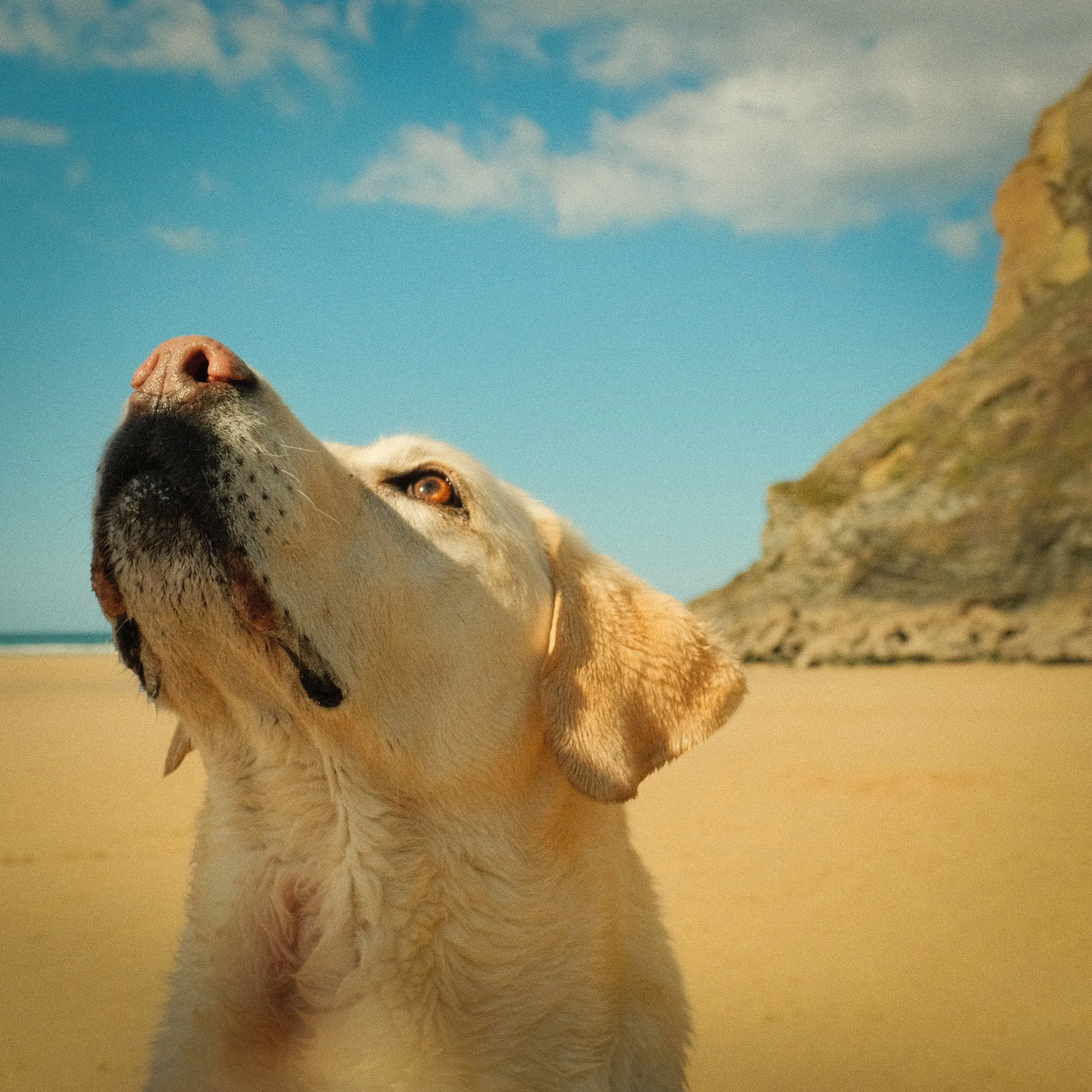 Close-up of a dog's face, focusing on its nose, with a blue sky and a grassy hill in the background.