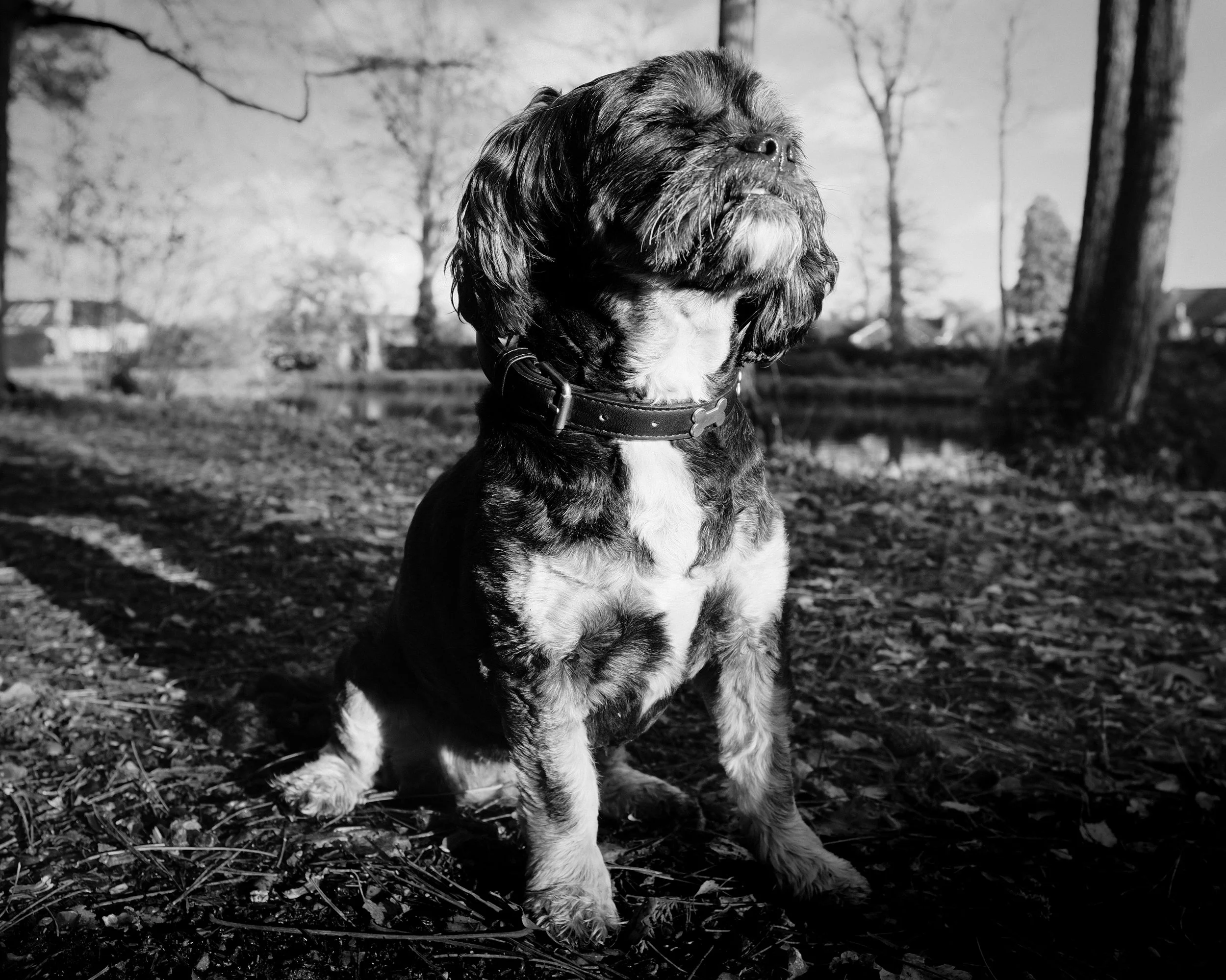 dog photoshoot