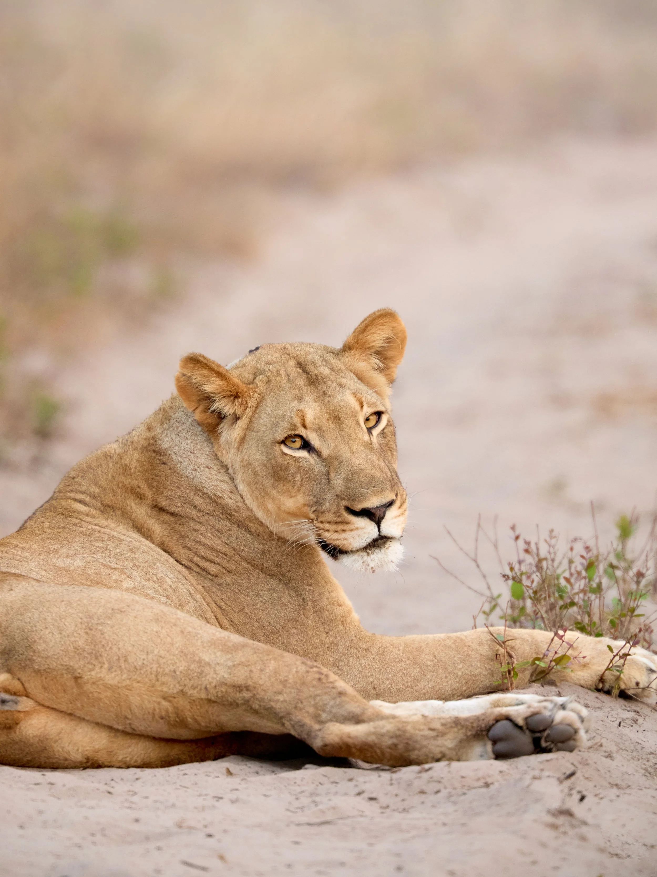 Tembe Elephant Park_TimeScape Visuals_ 27.jpg
