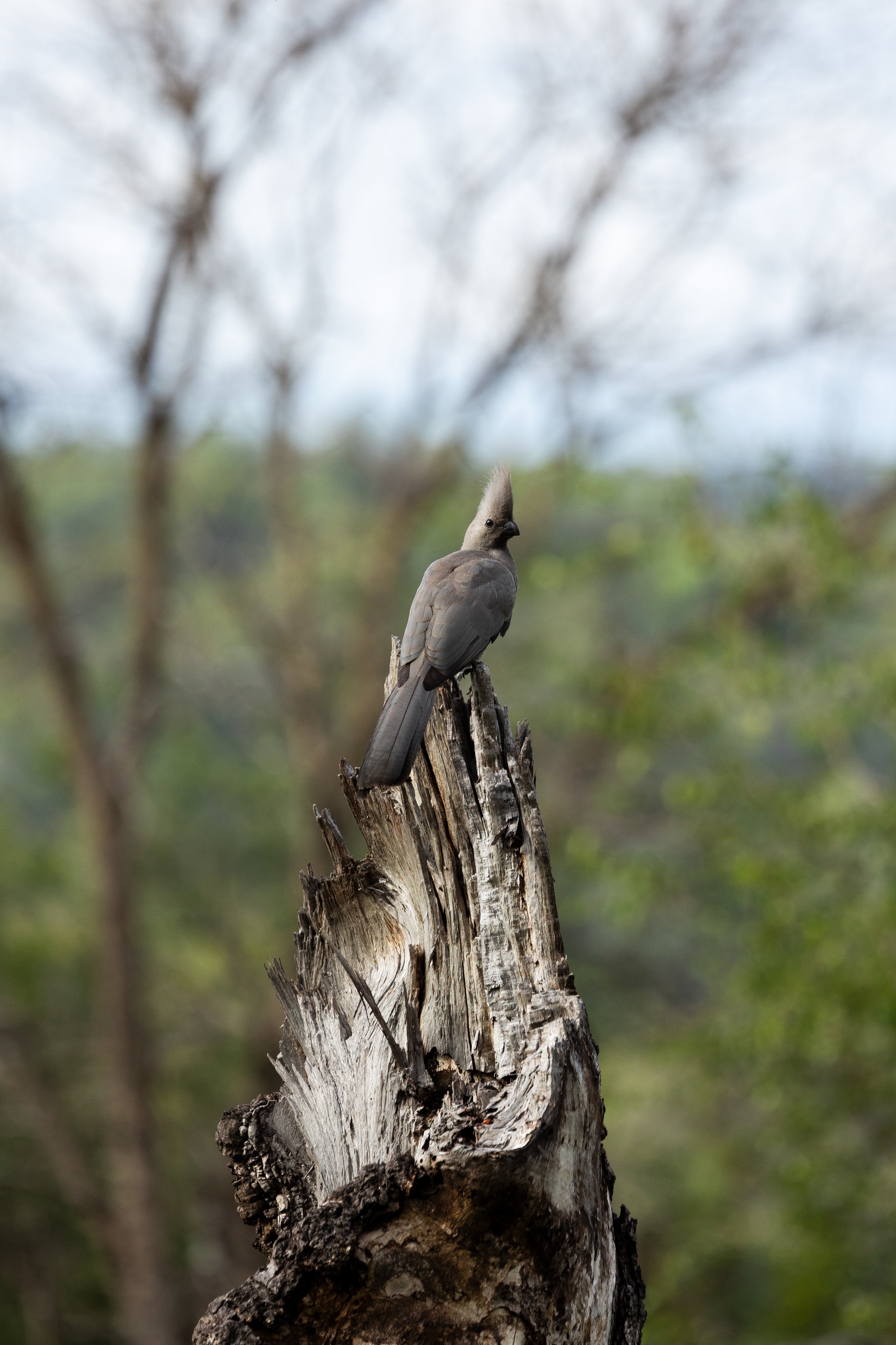 A bird perched on a weathered, split tree stump in a blurry natural background.