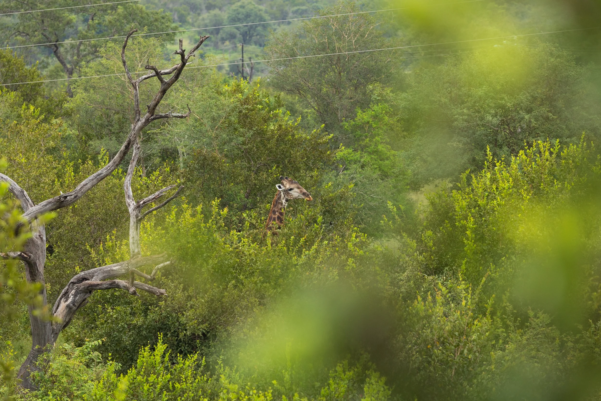 A giraffe standing among green trees and foliage in a natural habitat.