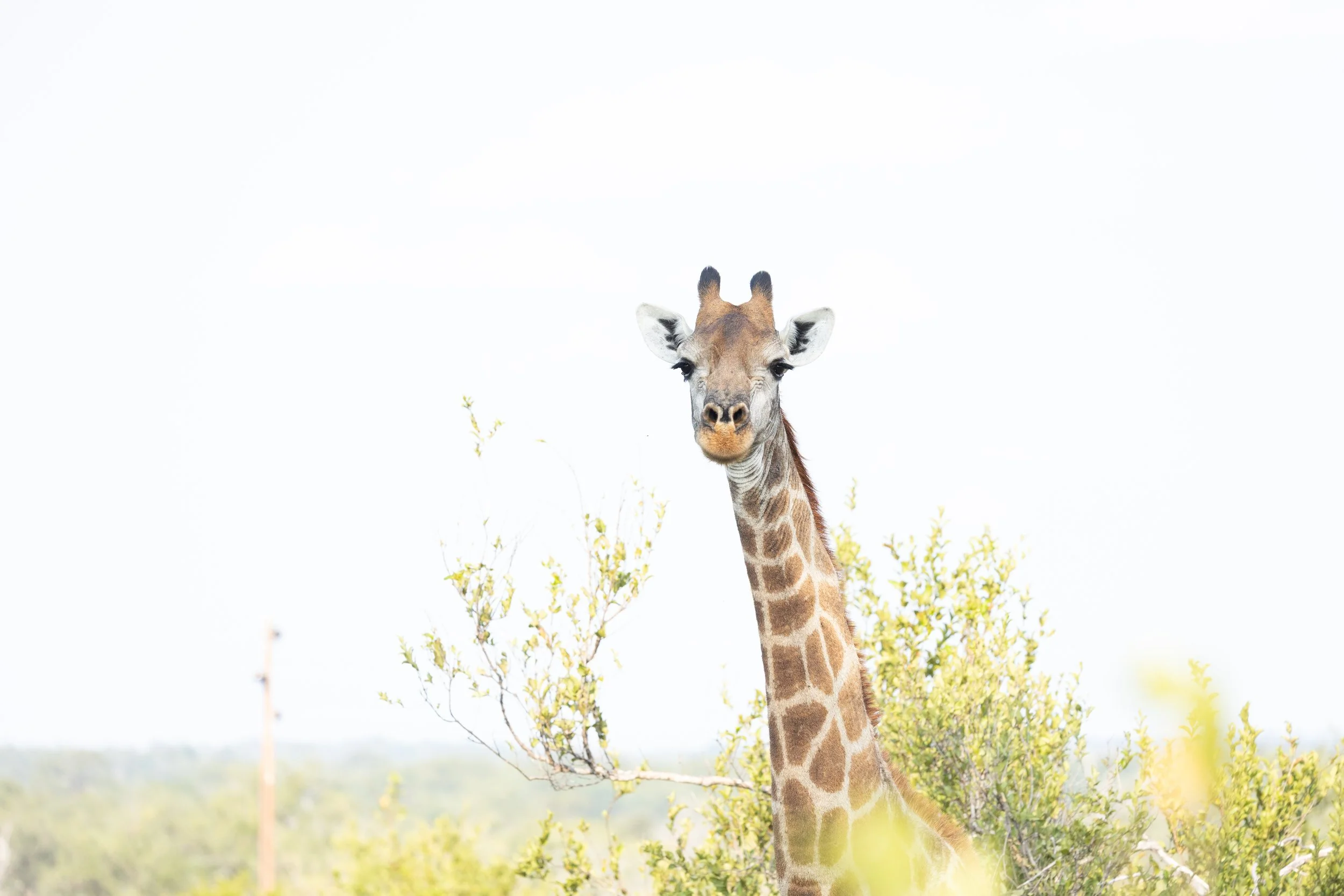 A giraffe standing amidst green foliage with a bright, clear sky in the background.