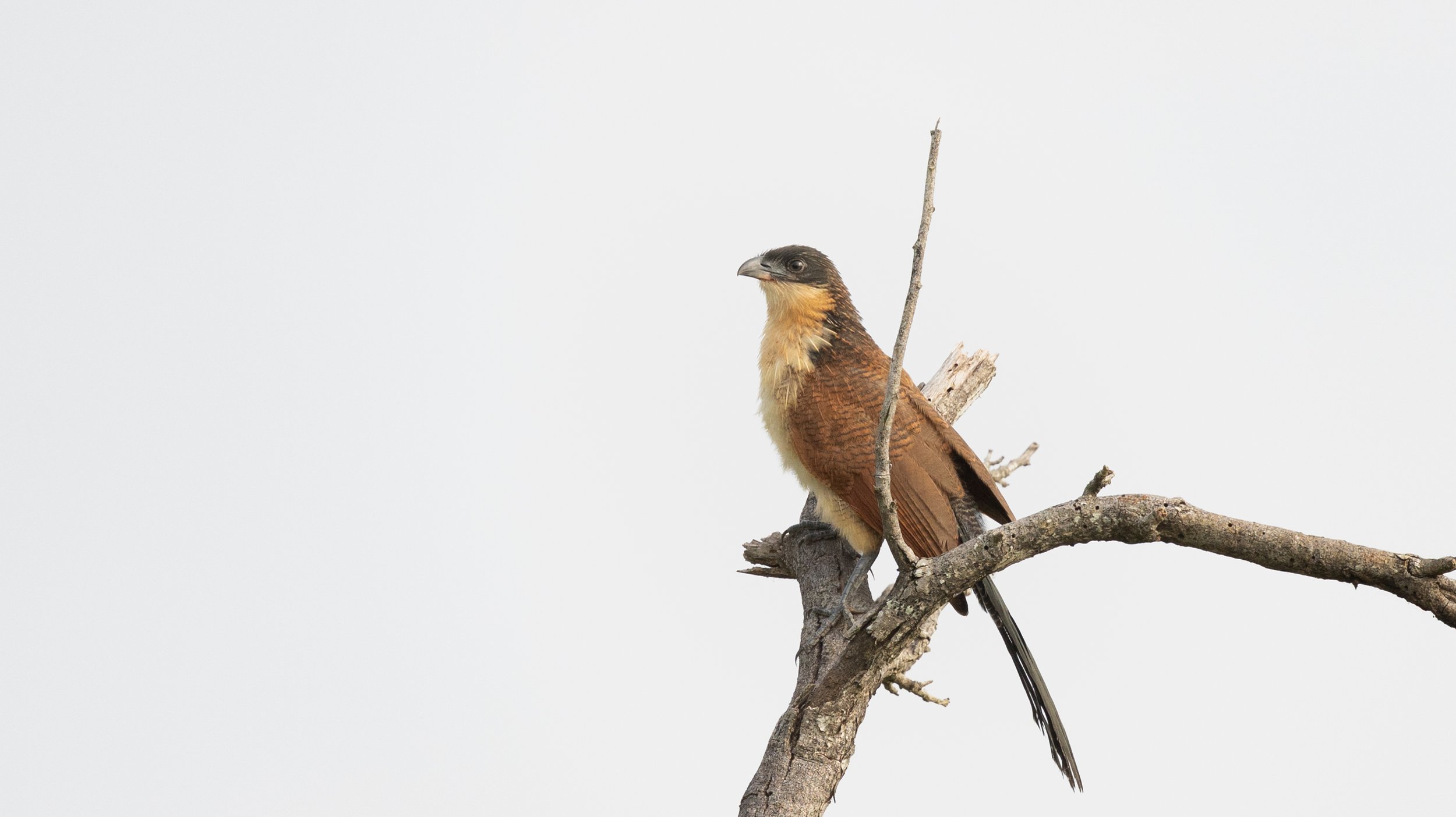 A bird perched on a branch against a plain white background.