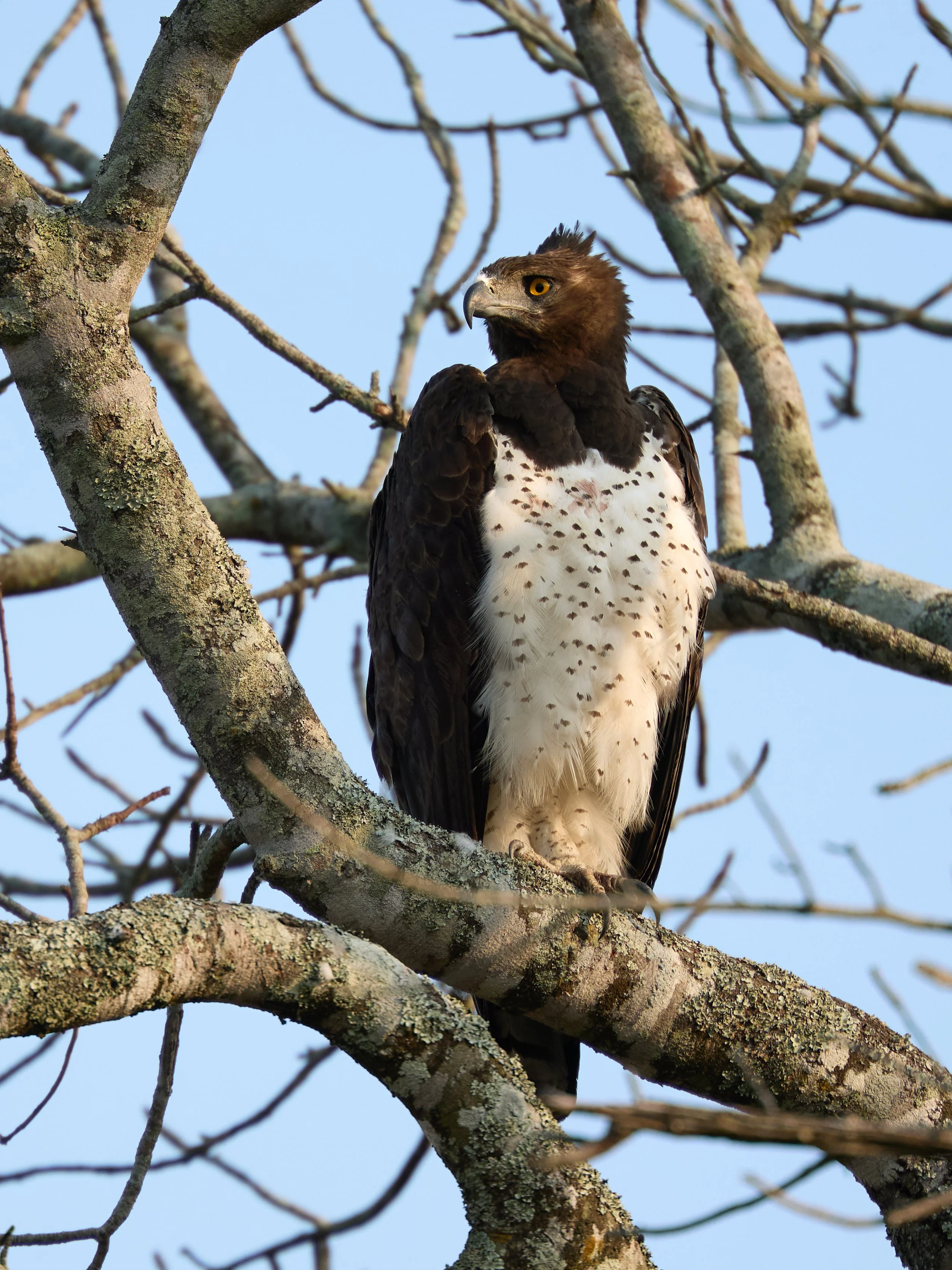 Tembe Elephant Park_TimeScape Visuals_ 48.jpg
