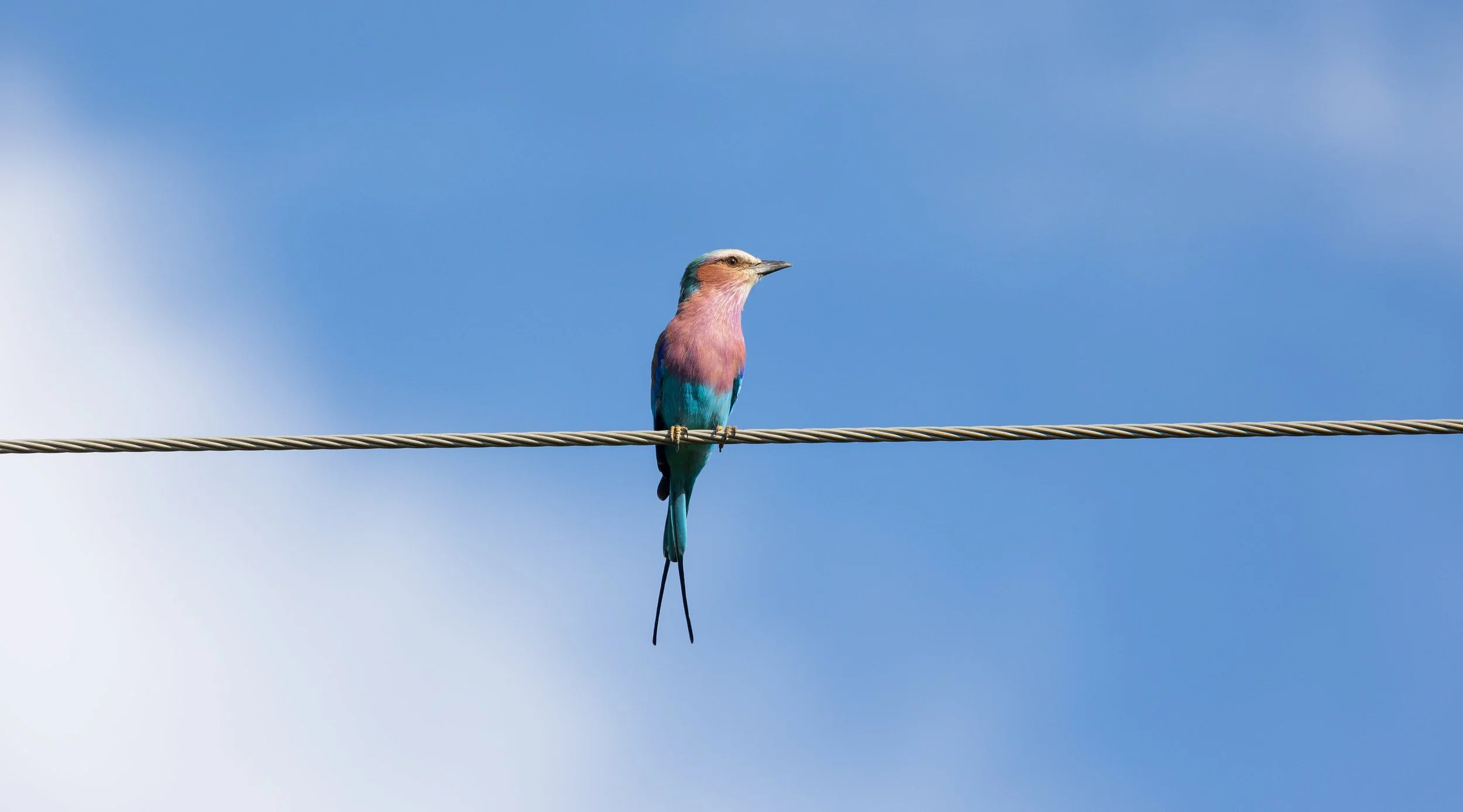 Colorful bird sitting on a wire against a bright blue sky.