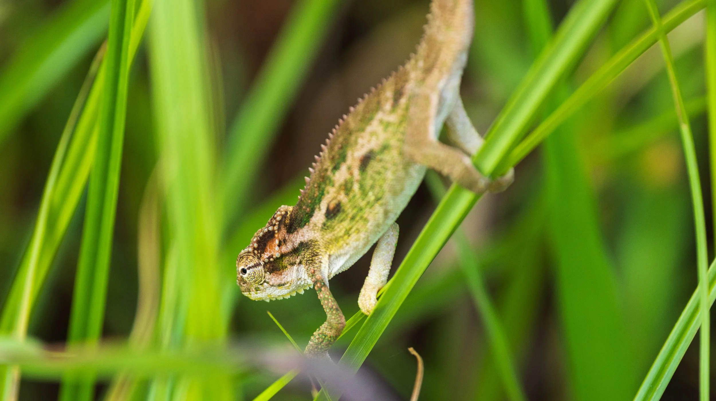 Close-up of a small brown and green chameleon climbing on green grass blades.