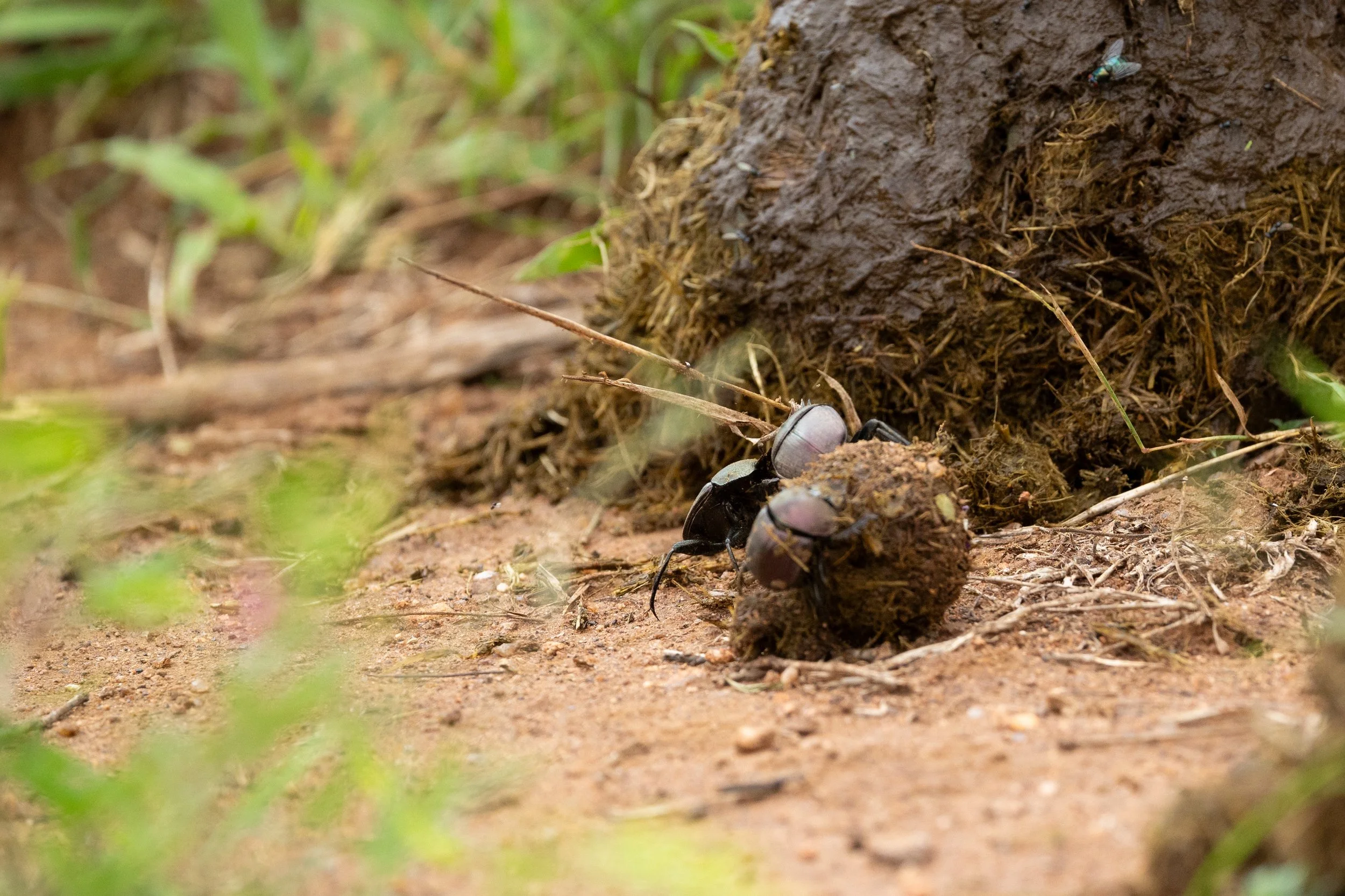 Close-up of a dung beetle pushing a ball of dung, with dirt and grass in the background.