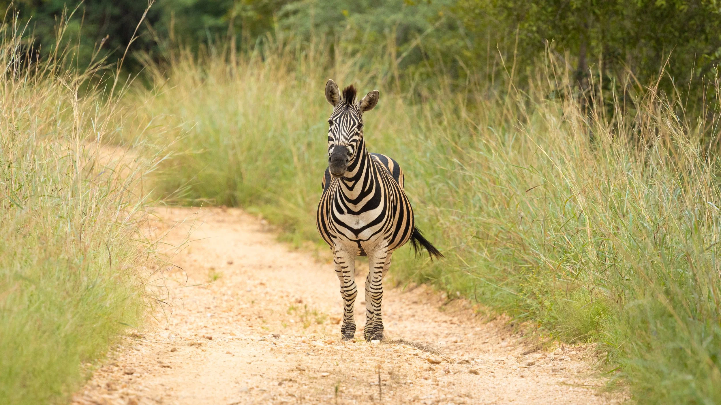 A zebra walking on a dirt path through tall grass with trees in the background.