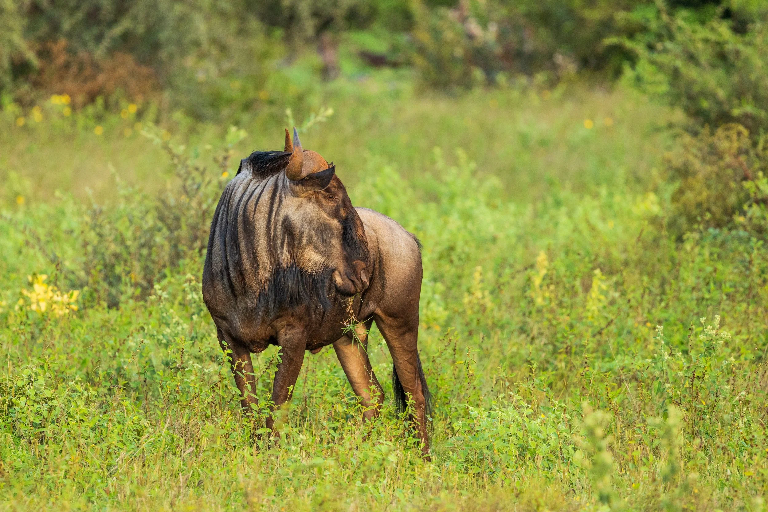 A wildebeest standing in green grassy field with trees in the background.