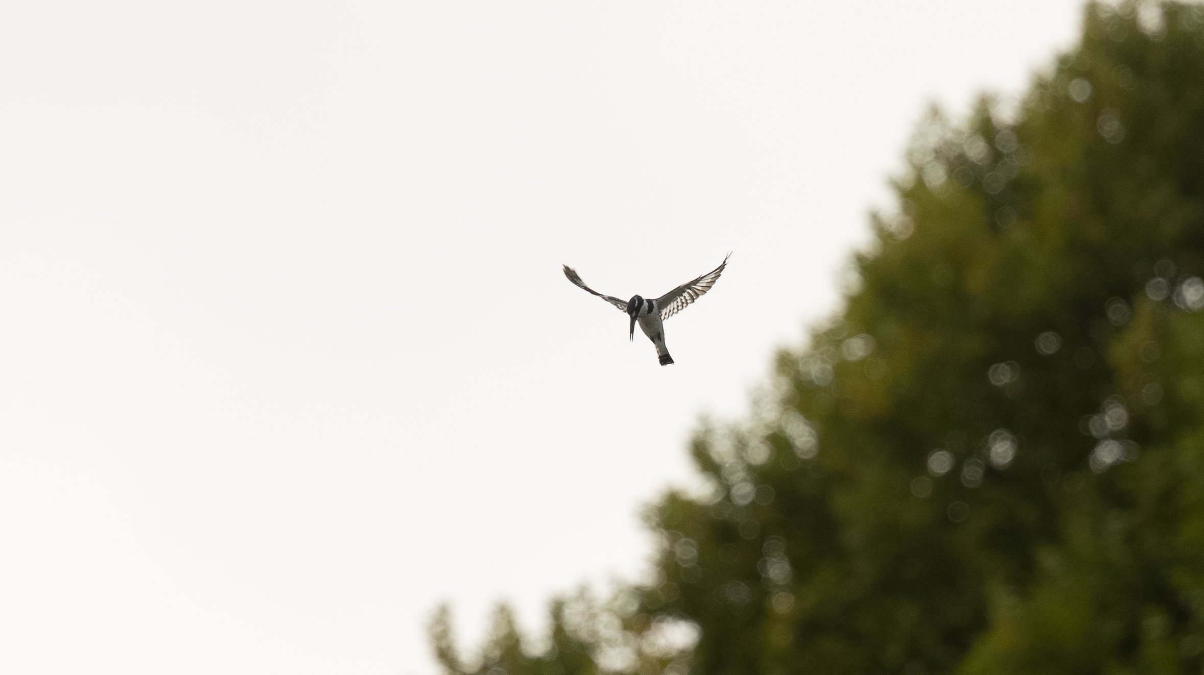 A bird in flight with black and white markings near a tree with blurred green foliage.