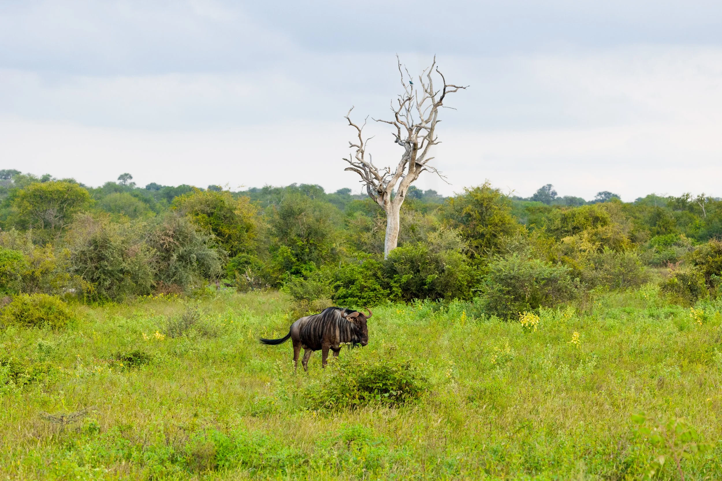 A landscape with green foliage, a leafless tree, a wildebeest grazing on the grass, and an overcast sky.