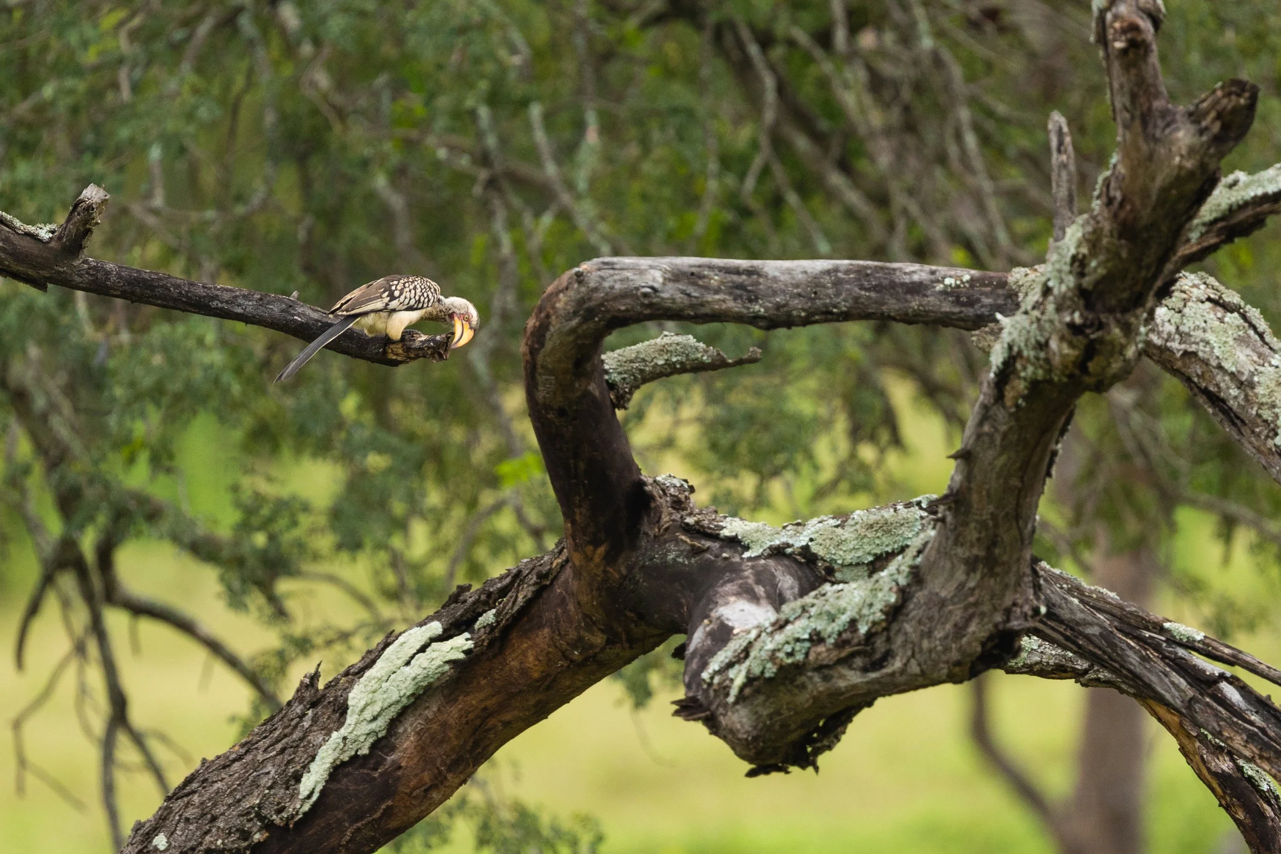 A bird perched on a branch in a lush forest with green foliage and moss-covered branches.
