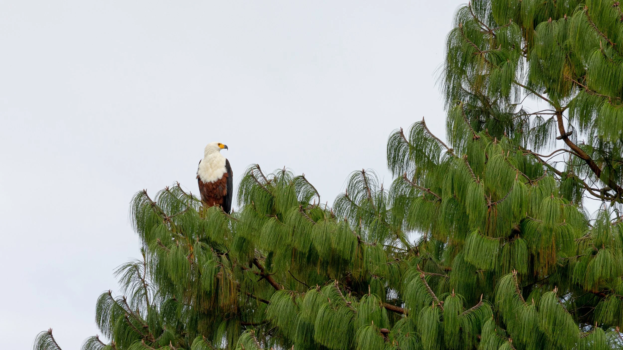 Bird perched on the top branch of a green, leafy tree