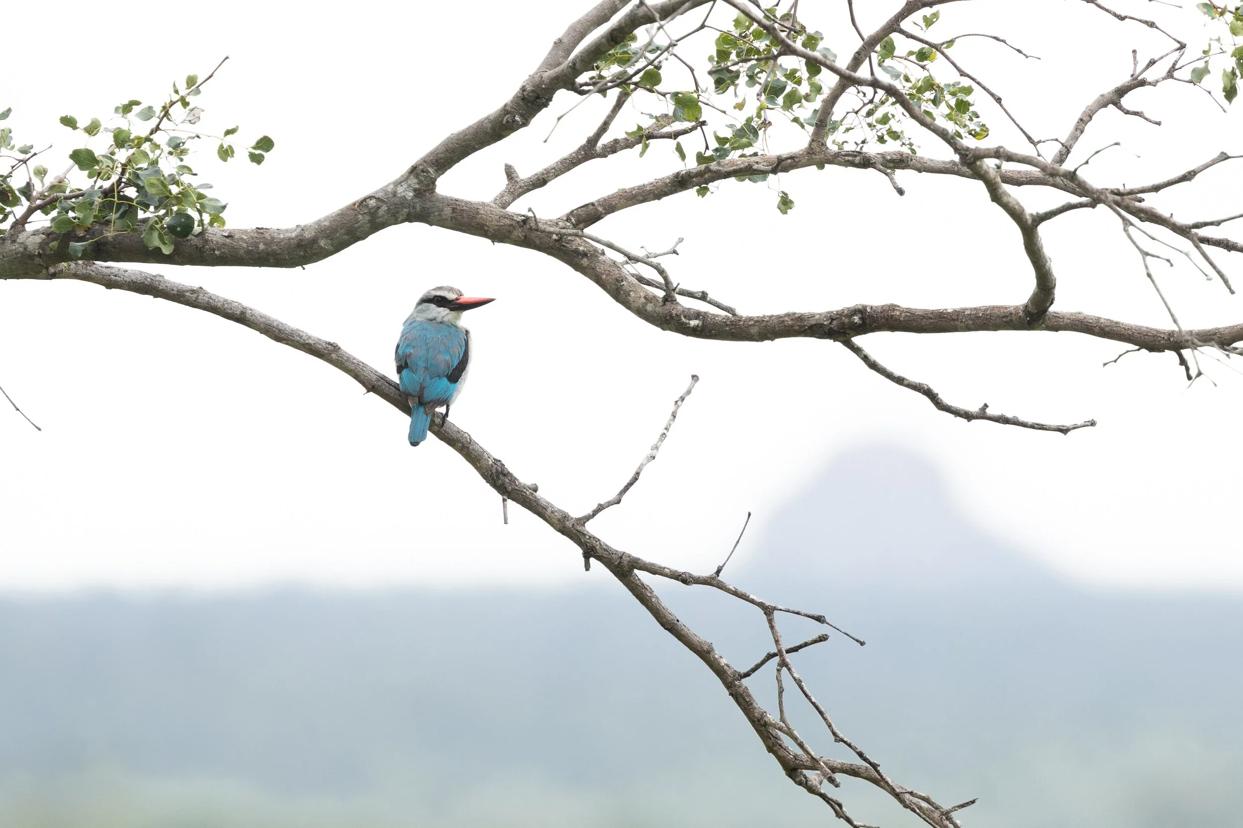 A blue and white bird with an orange beak perched on a leafless tree branch against a gray sky.