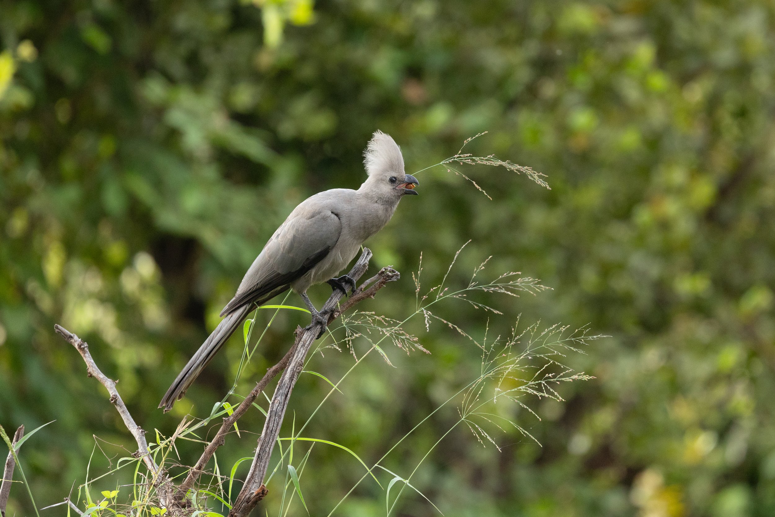 A bird with a gray crest and gray body perched on a branch, holding grass in its beak, surrounded by green foliage.