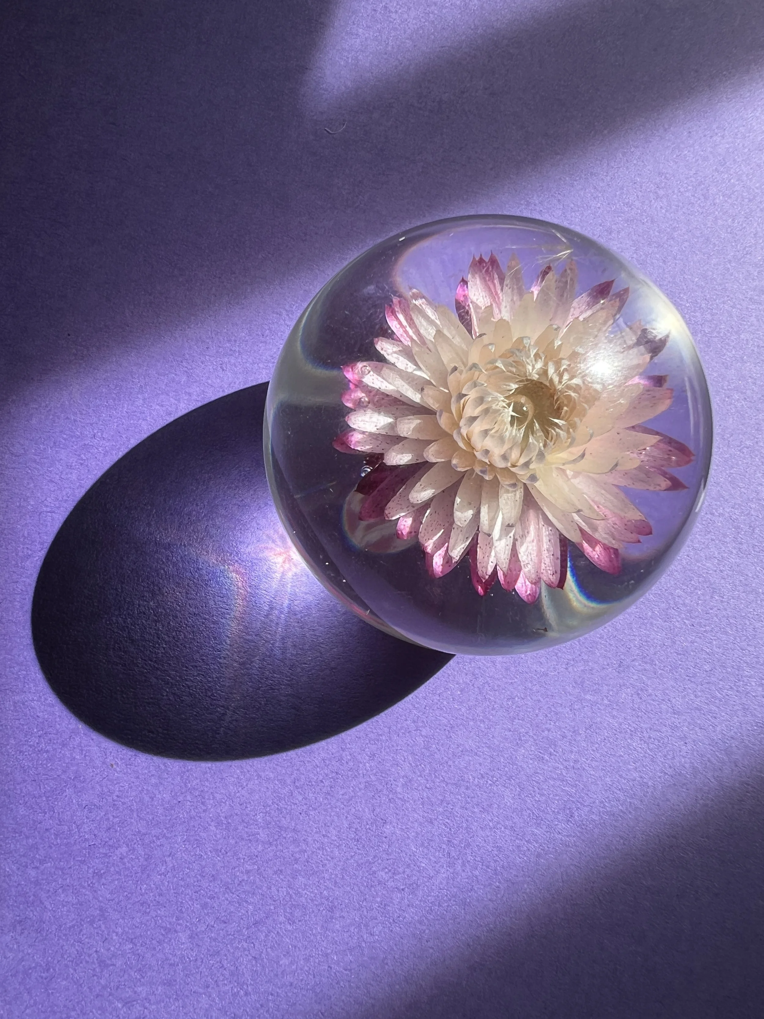 BloomSphere — Medium — Purple & White— First Bloom 2025 — No. 67