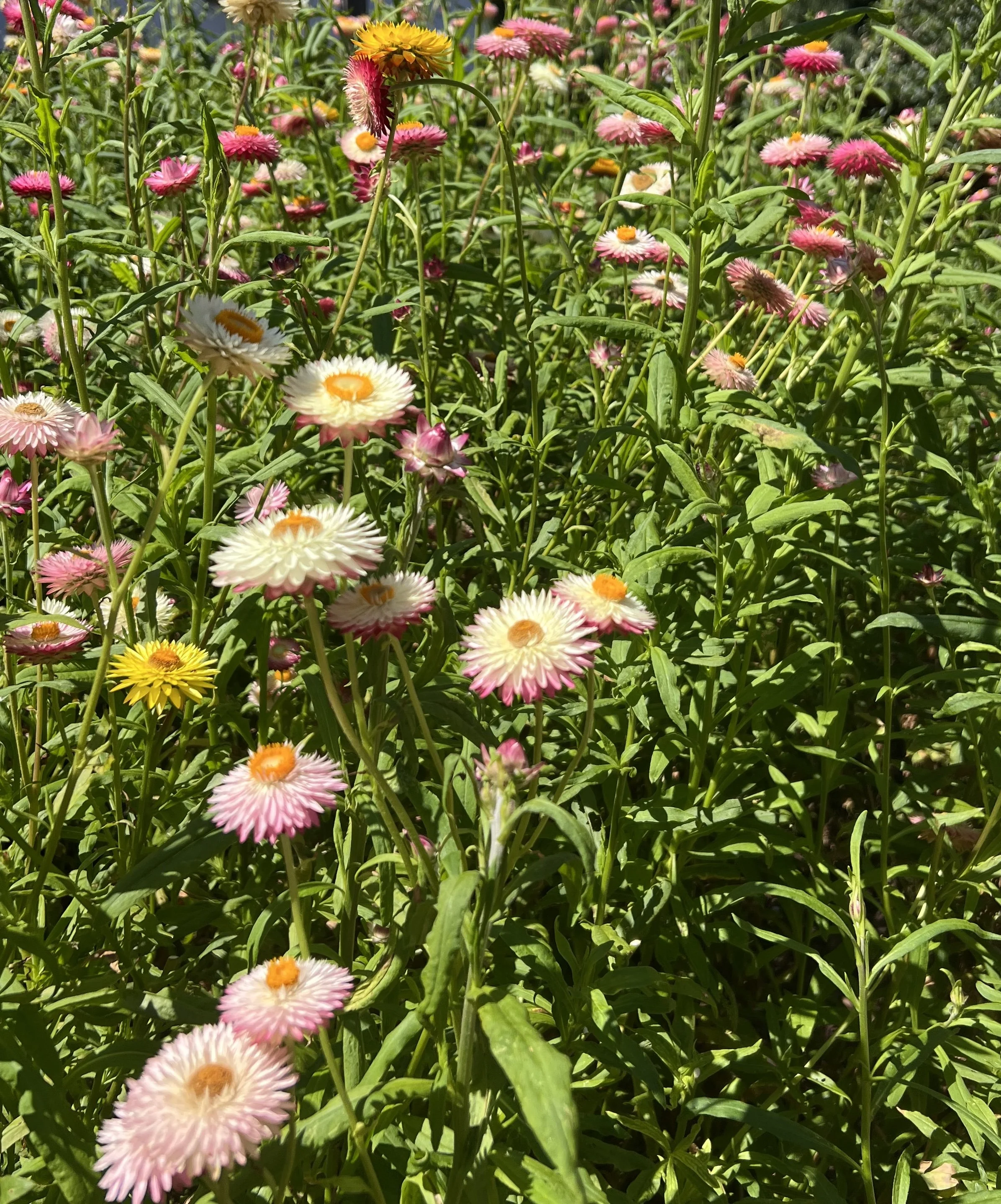 field_flowers_multi.jpg