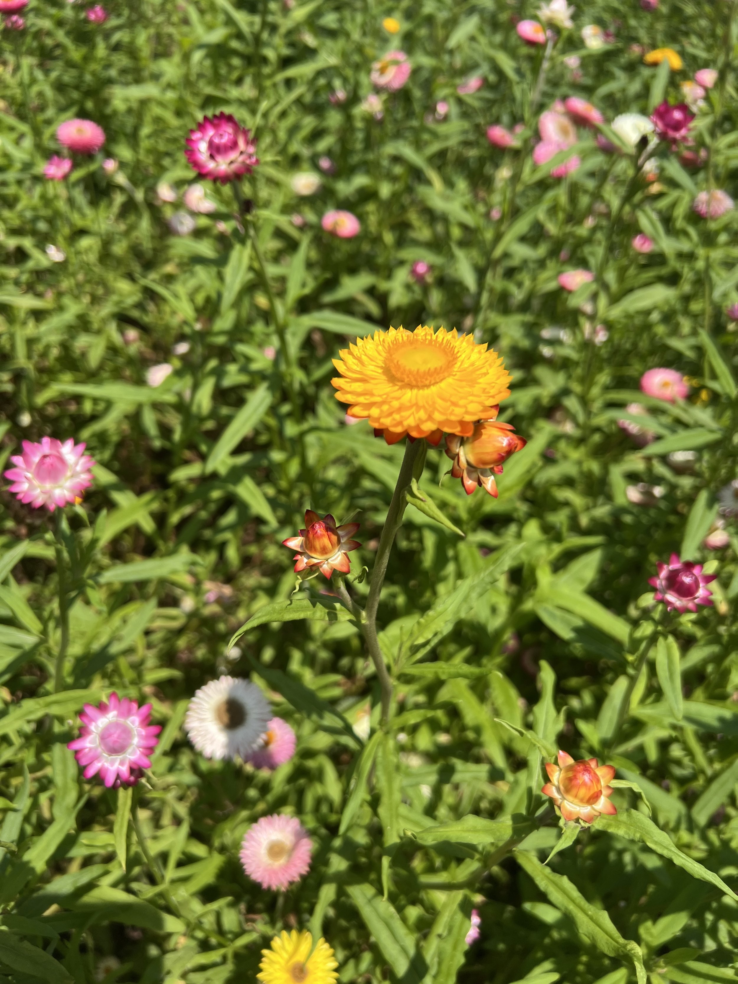 field_flowers_goldencenter.jpg