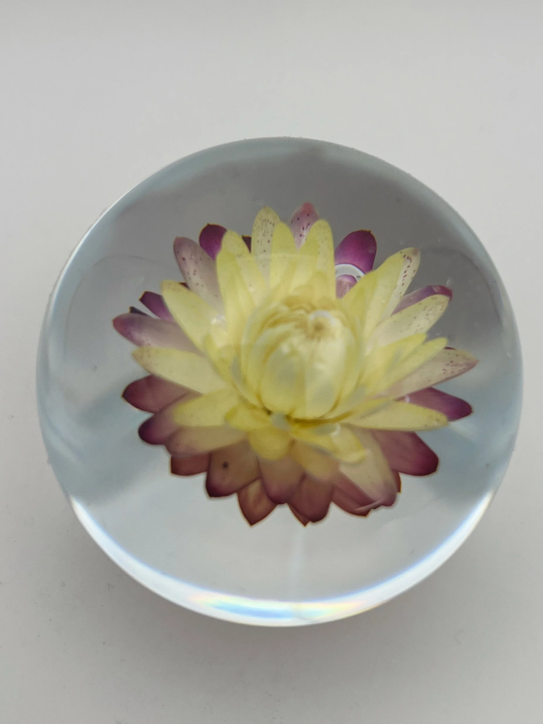 BloomSphere — Medium — Purple & White— Winter Bloom 2026 — 004