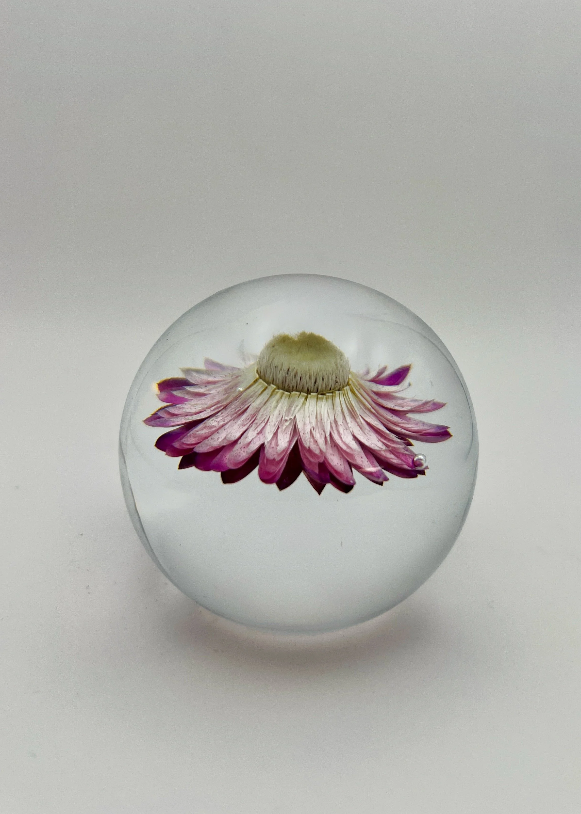 BloomSphere — Medium — Purple & White— Winter Bloom 2026 — No. 002
