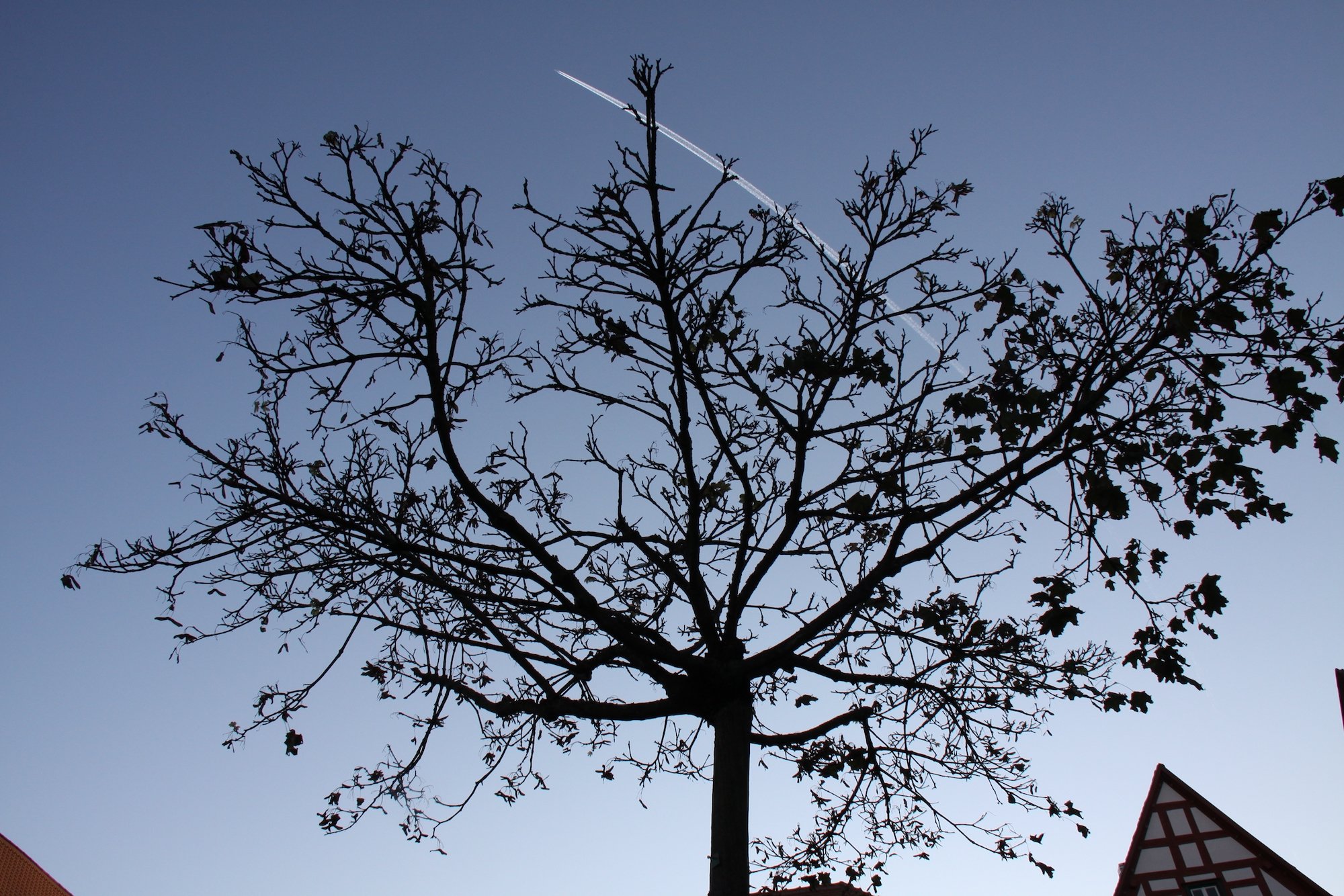 Seligenstadt 219.jpeg