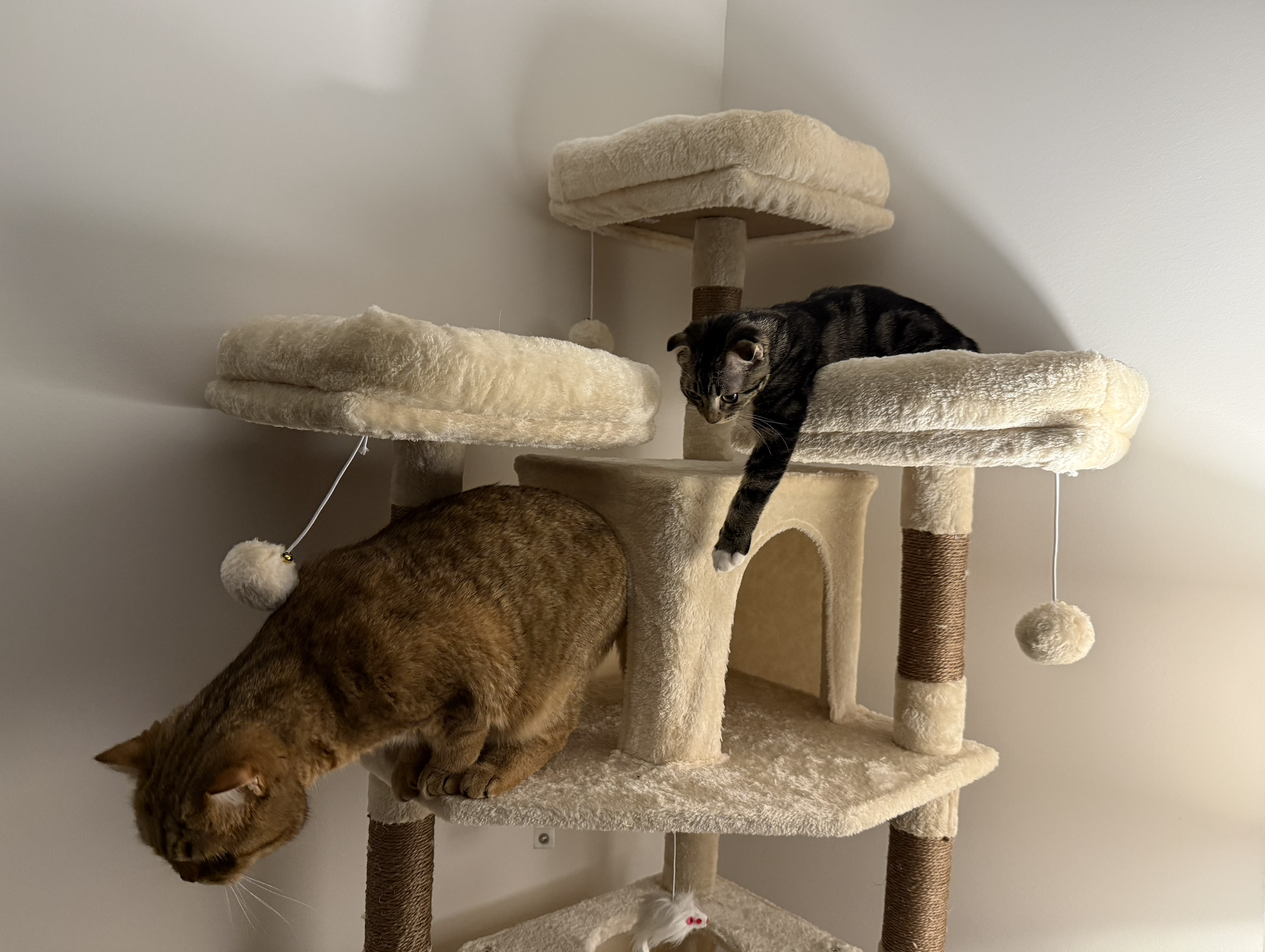 Two cats on a beige multi-level cat tree, one black with stripes and one orange, with a white and pink mouse toy hanging from the bottom.