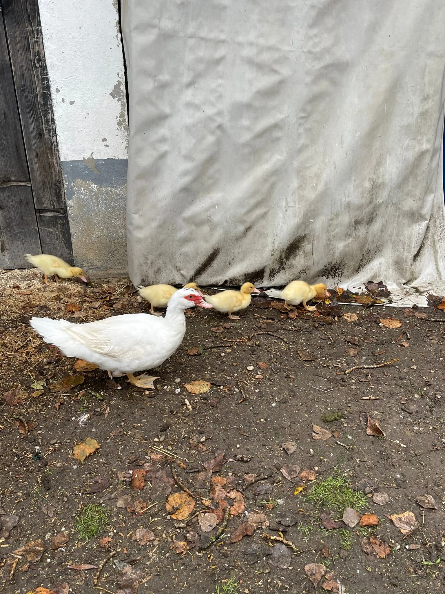 PHOTO-2024-10-07-19-24-36 2.jpg